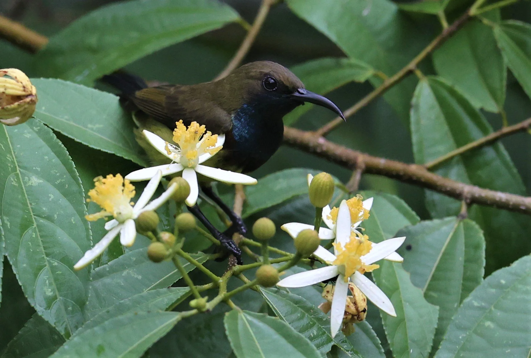 SUNBIRD - OLIVE-BACKED SUNBIRD - Nectarinia jugularis - KAENG KRACHAN NATIONAL PARK 16 OCT 2021 (80).jpg