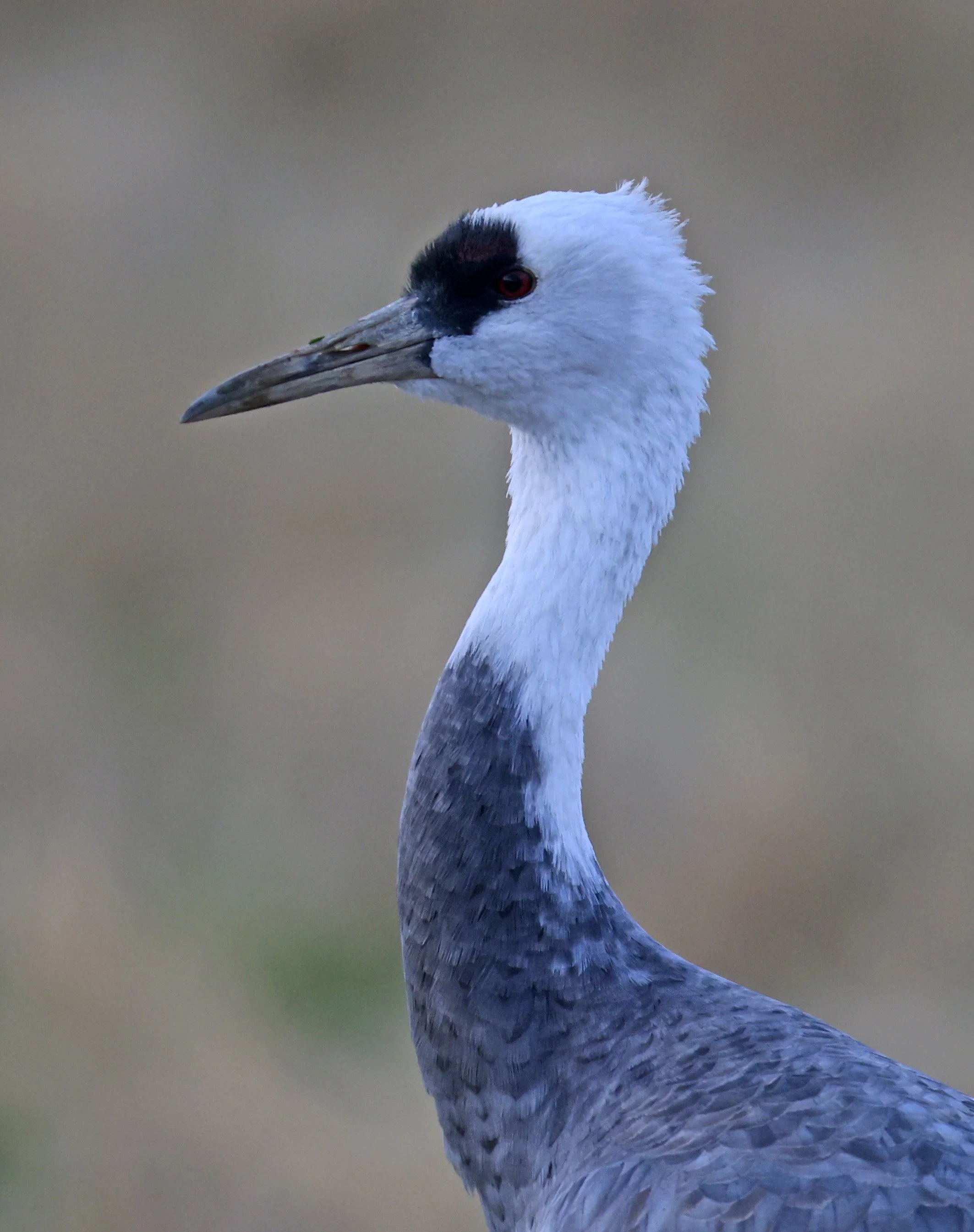 Hooded Crane (Grus monacha) Izumi Crane Park & Center, Izumi Kagoshima Kyushu Japan (54).jpg