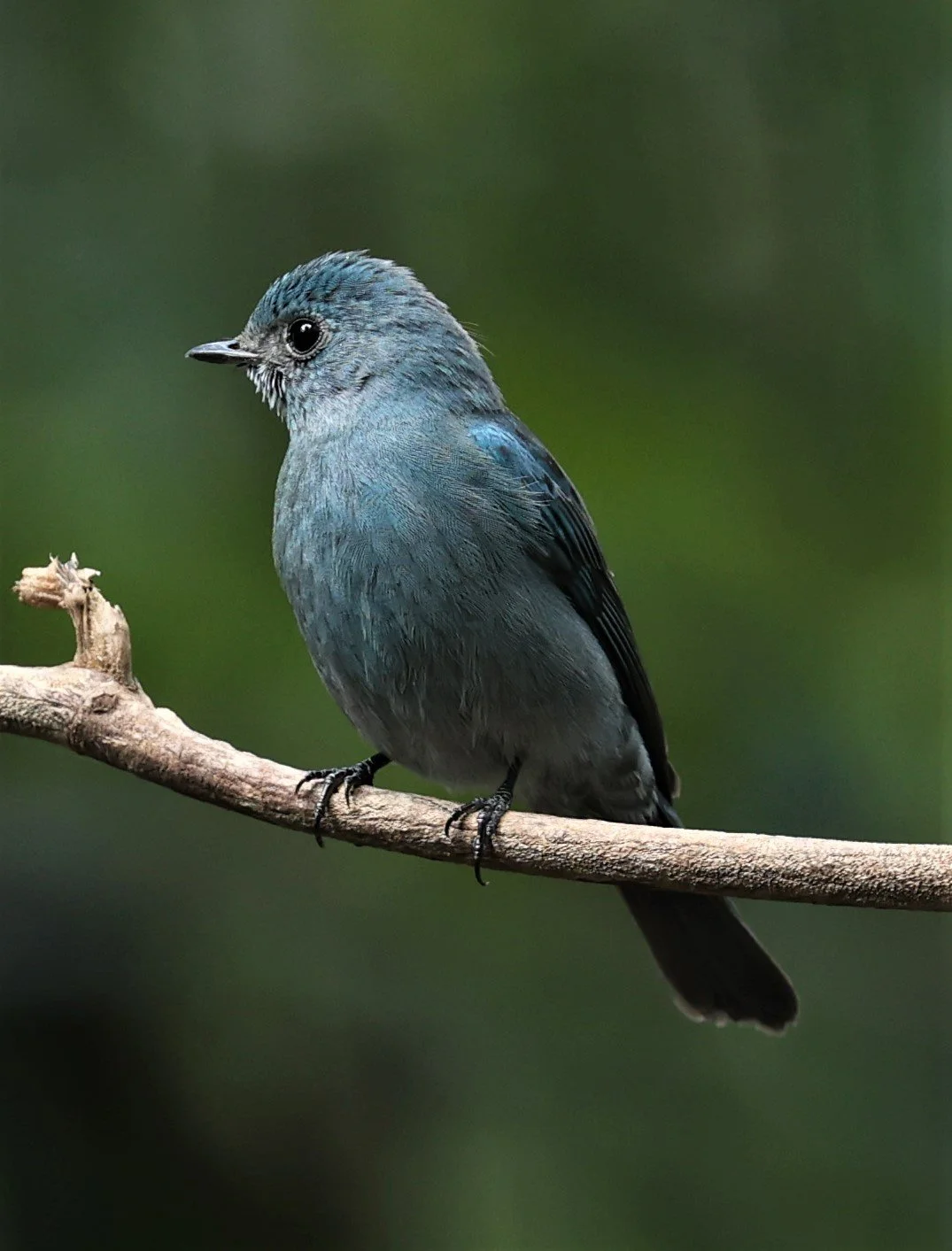 FLYCATCHER - VERDITER FLYCATCHER - Eumyias thalassina - WAT THAM PRATHUM CHONBURI JAN 30 2022 (87).jpg
