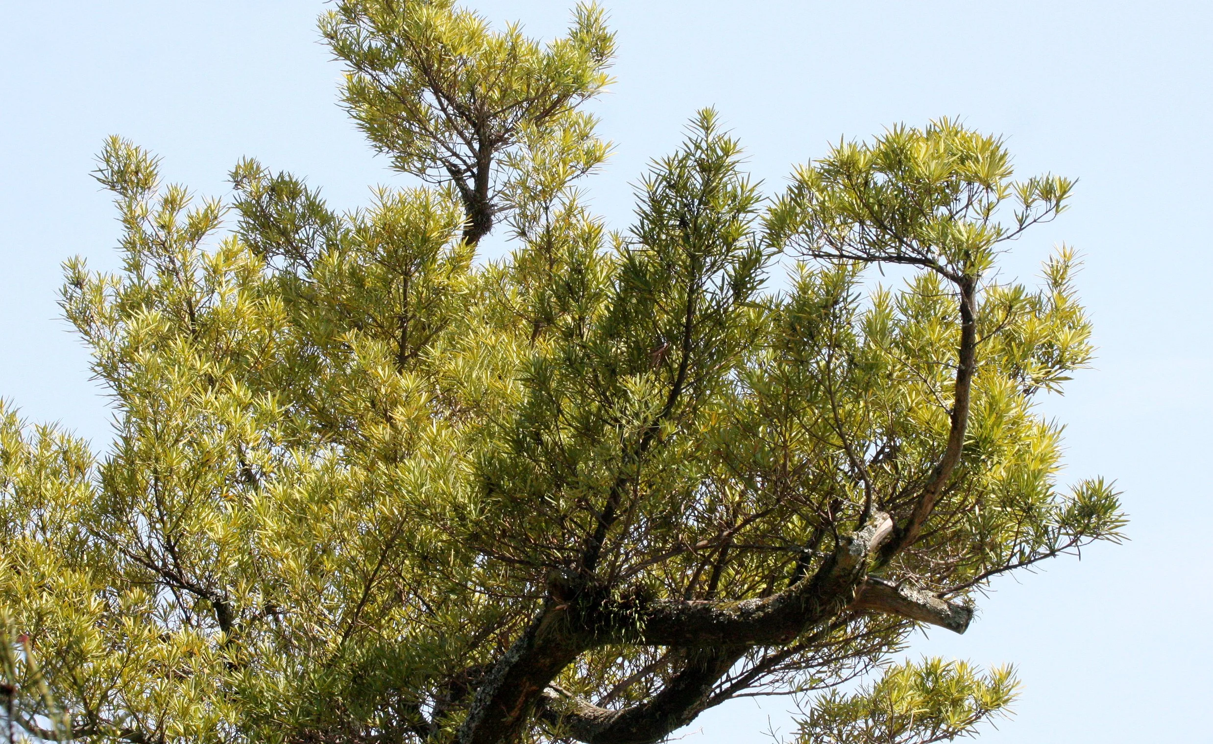 PINACEAE - SPECIES UNKNOWN - MIYAJIMA JAPAN.JPG