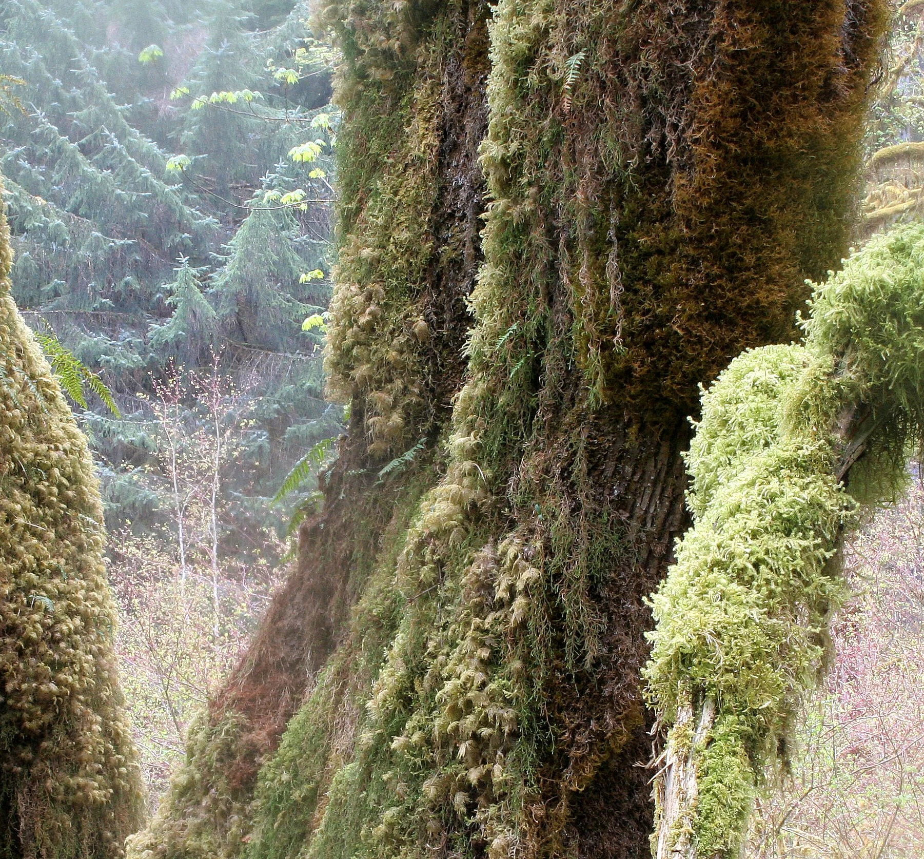 HOH RIVER VALLEY - HALL OF MOSSES (66).JPG