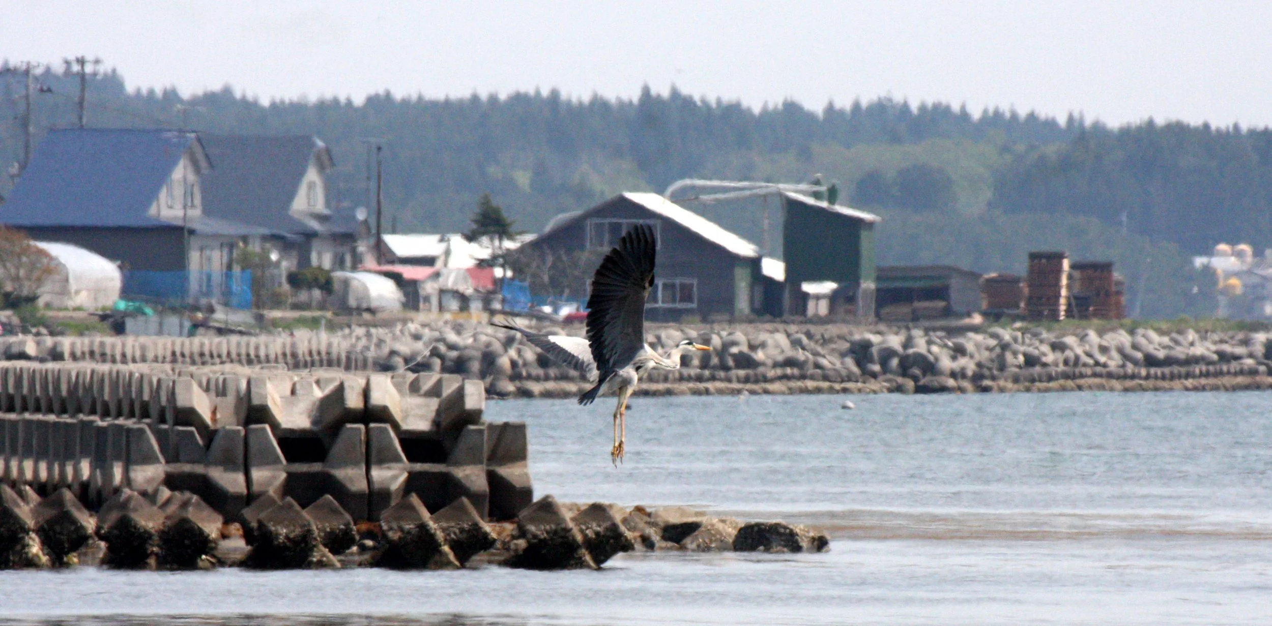 HERON - GREY HERON -  Ardea cinerea - MUTSU HARBOR JAPAN (1).JPG