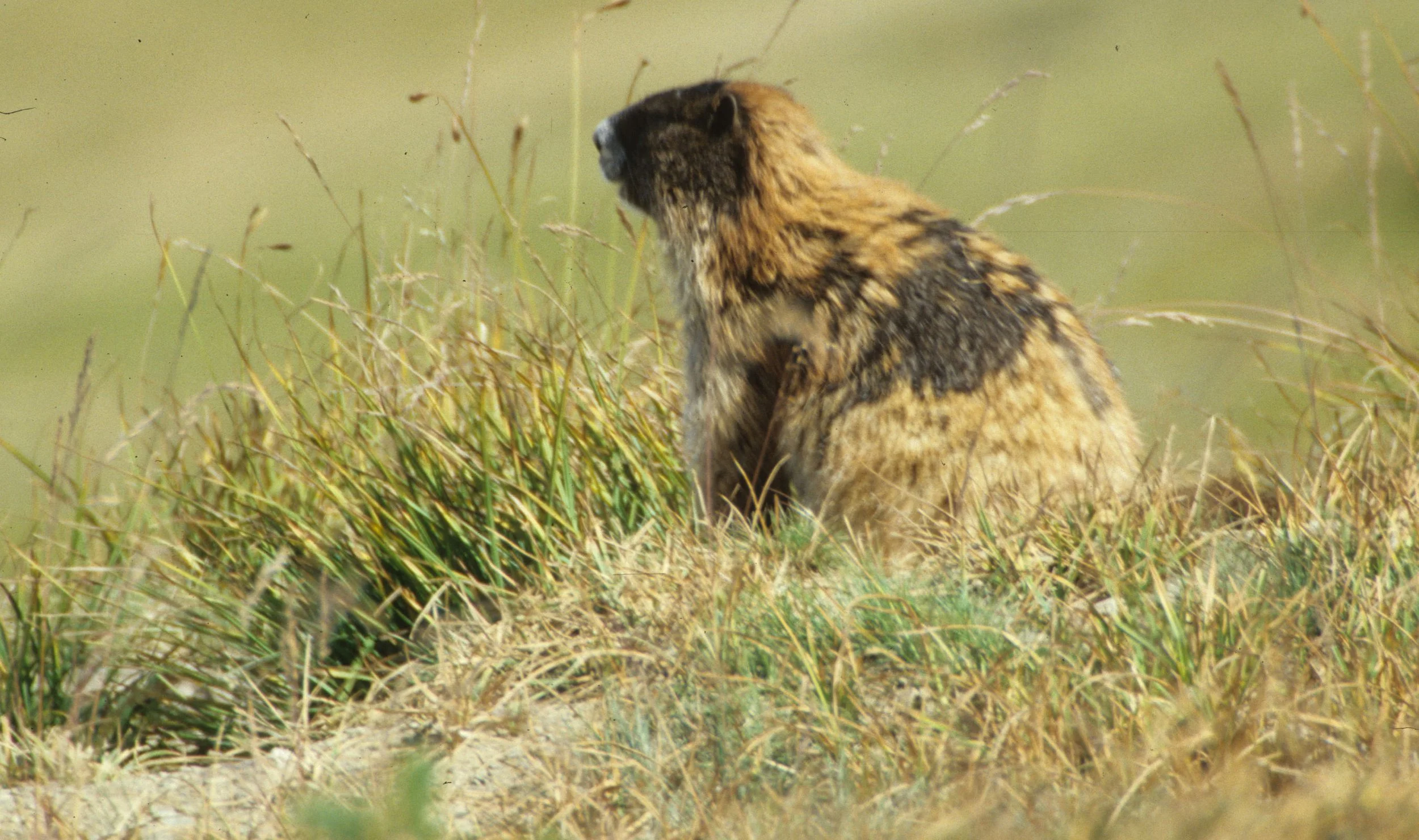 RODENTIA - MARMOT - OLYMPIC - MARMOTA OLYMPICA C.jpg