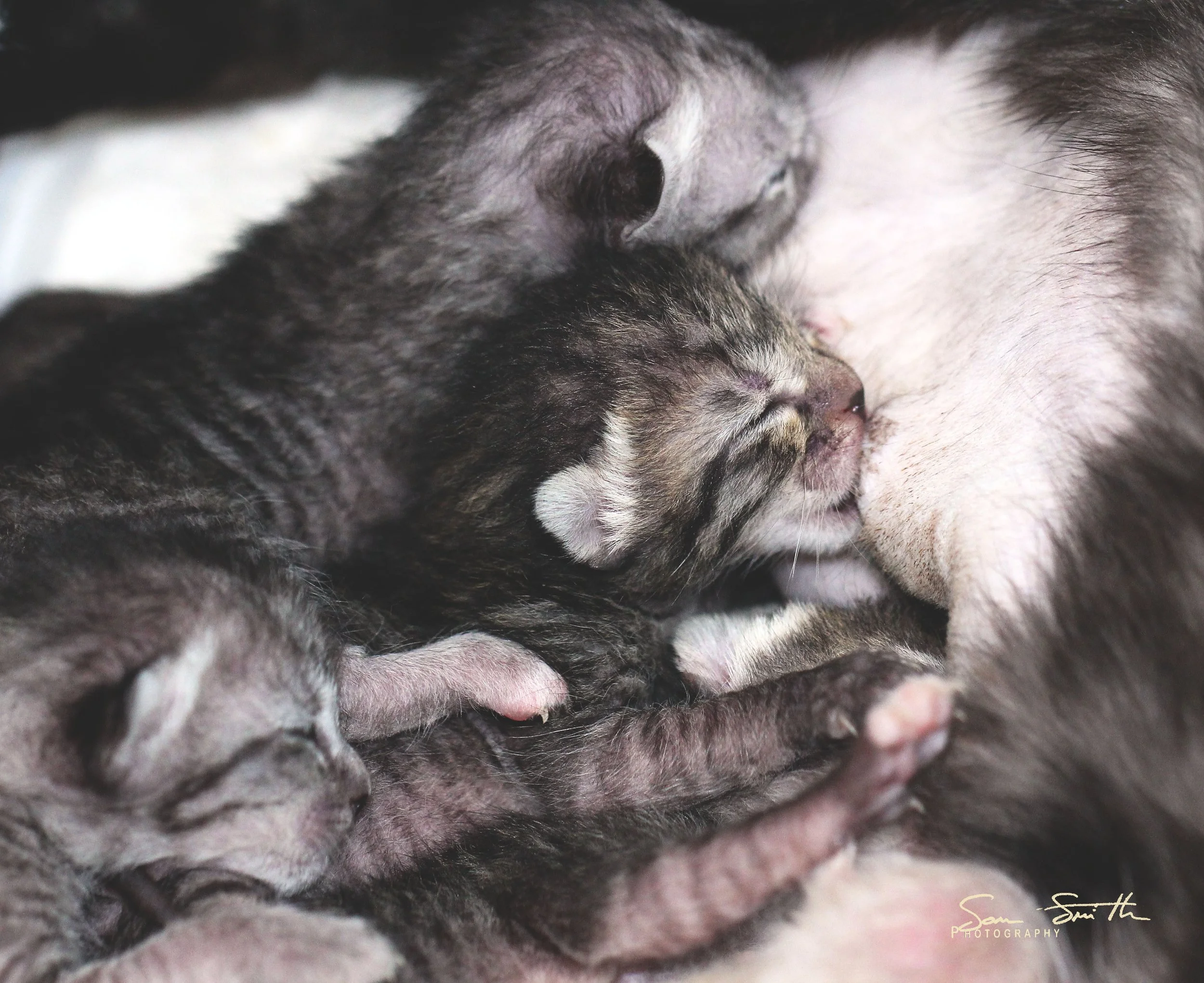 2017 Graffiti Tour in Bangkok (564).JPG