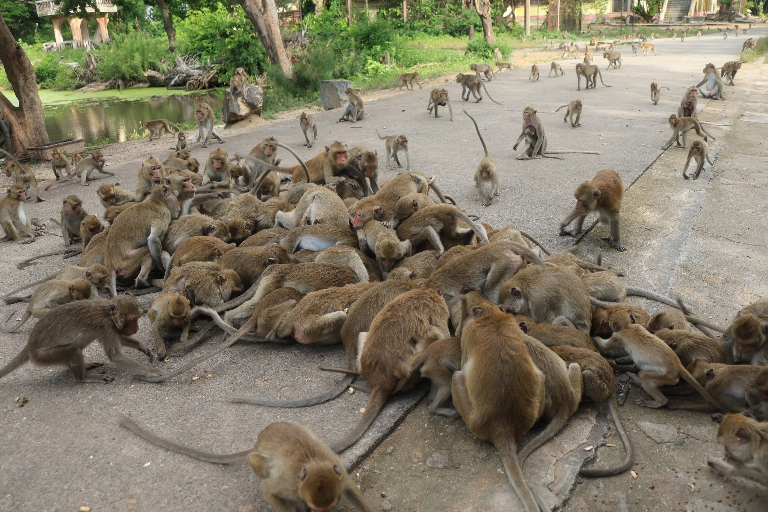 Khao Nor Khao Kaew Bat Viewing Nakhon Sawan (17).jpg