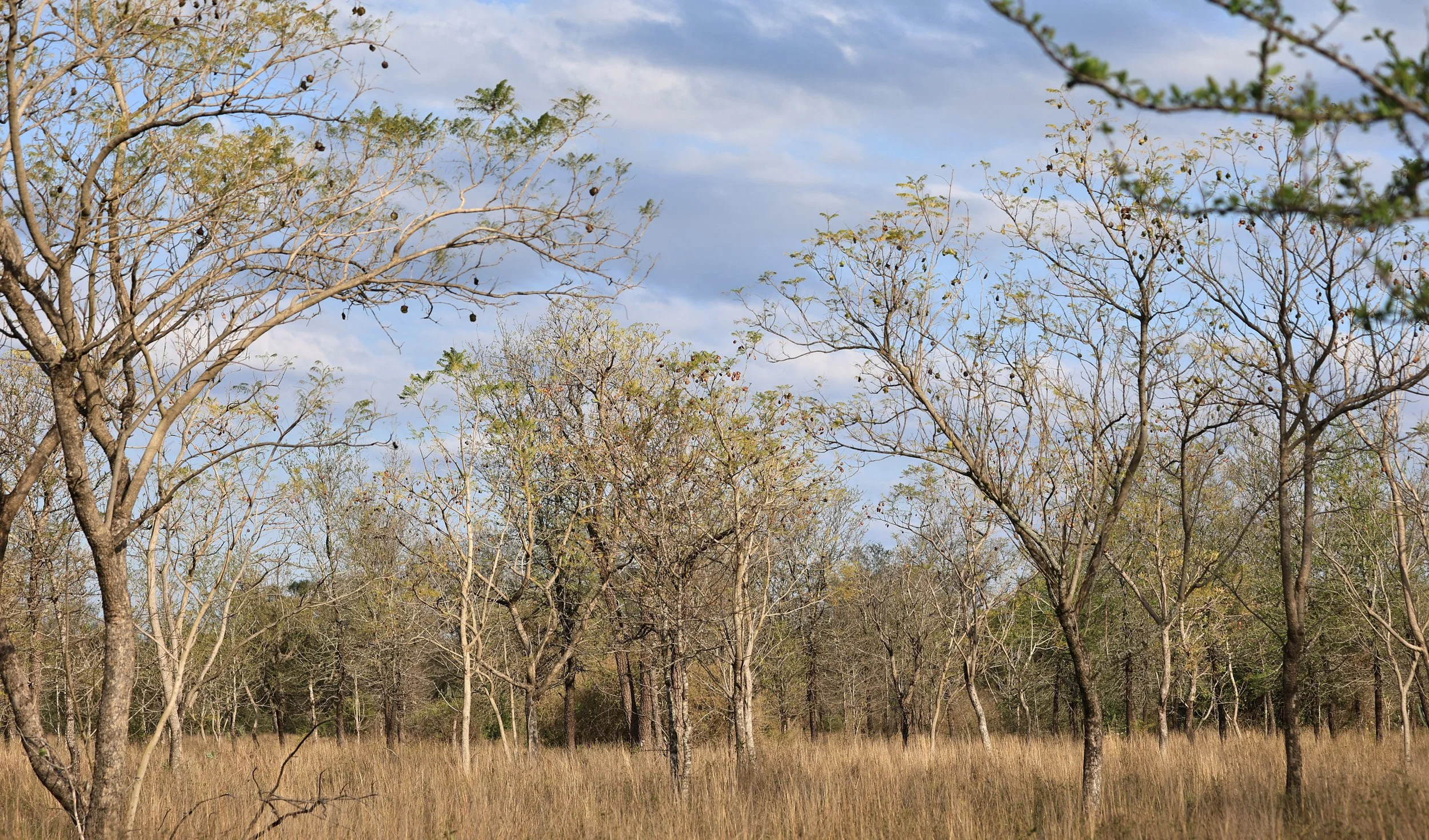 Selva Serena Natural Reserve (36).jpg