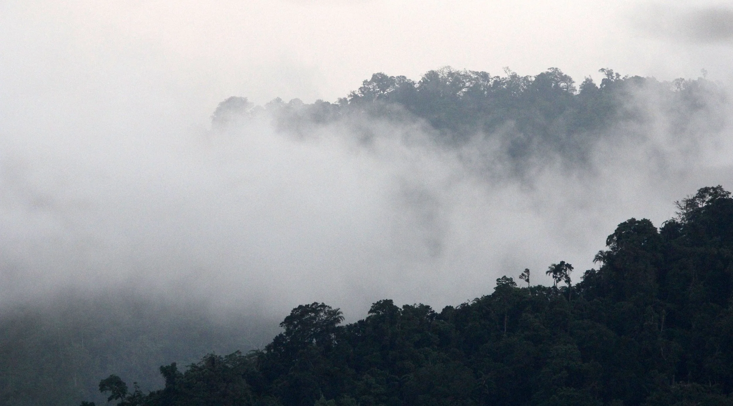 TANGKOKO NATIONAL PARK SULAWESI INDONESIA (74).JPG