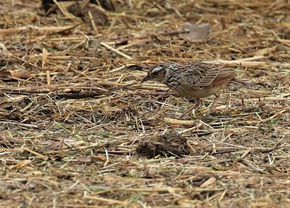 Indochinese Bushlark (Mirafra erythrocephala) Laem Pak Bia Thailand (4).jpg