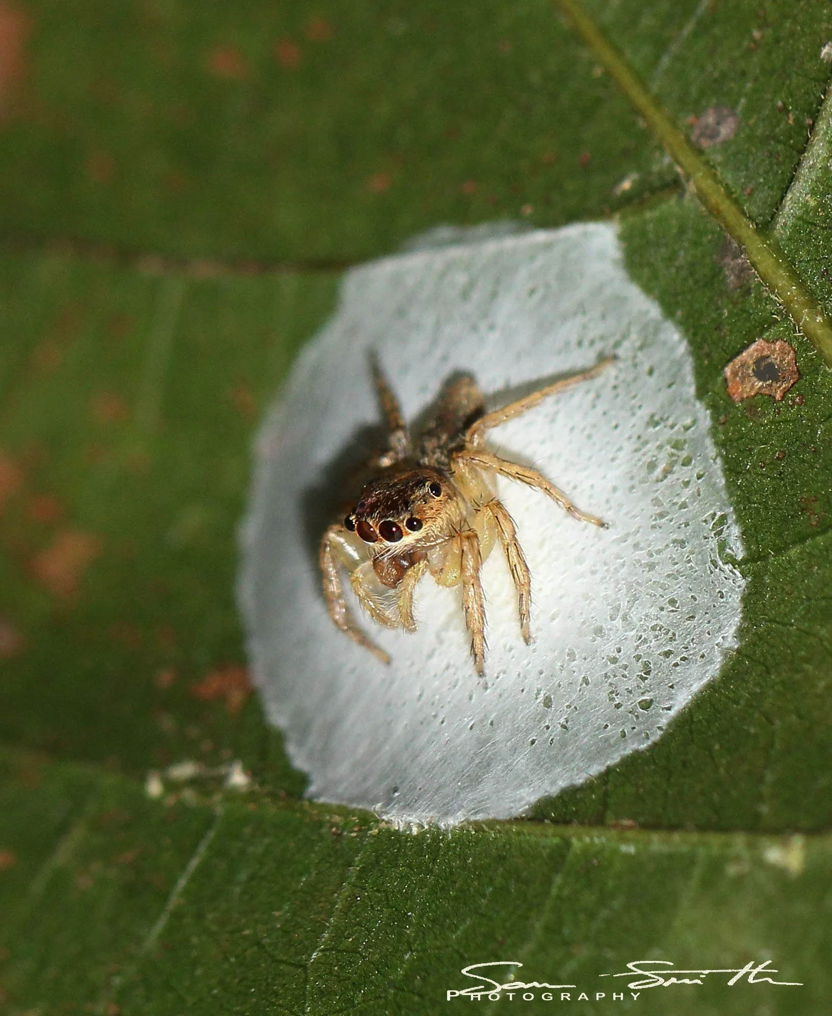Salticidae - Maratus species - Jumping Spider Species - Koh Lanta, Thailand (6).jpg