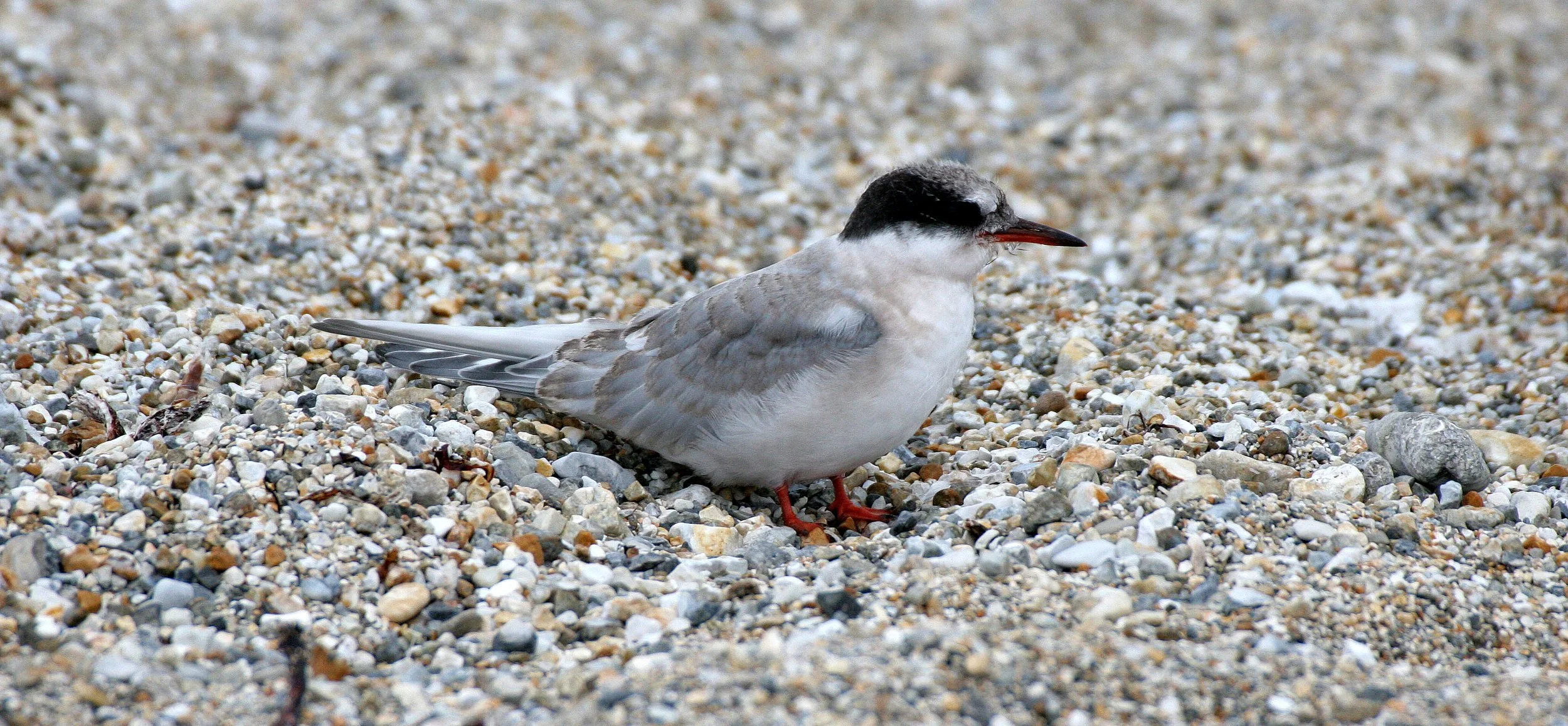 BIRD - TERN - ARCTIC TERN - SVALBARD (2).jpg