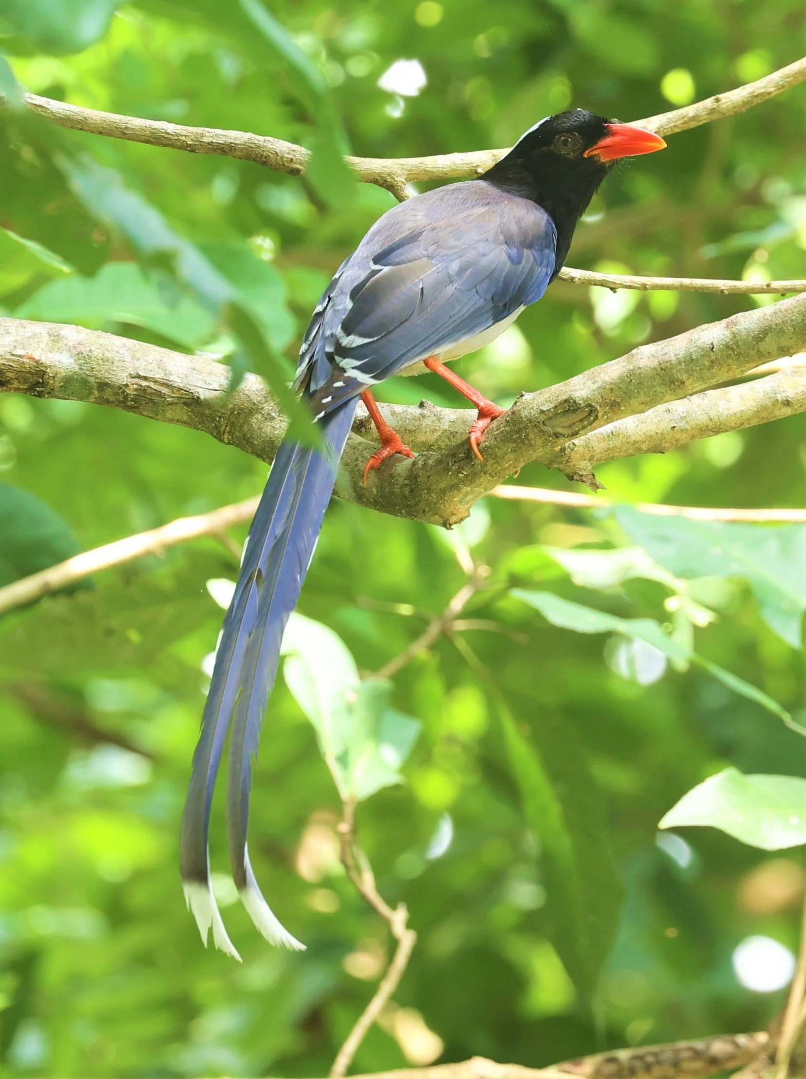 MAGPIE - BLUE MAGPIE - Urocissa erythrorhyncha - HUAI KHA KHAENG WILDLIFE SANCTUARY MAY 1 2022 (18).jpg