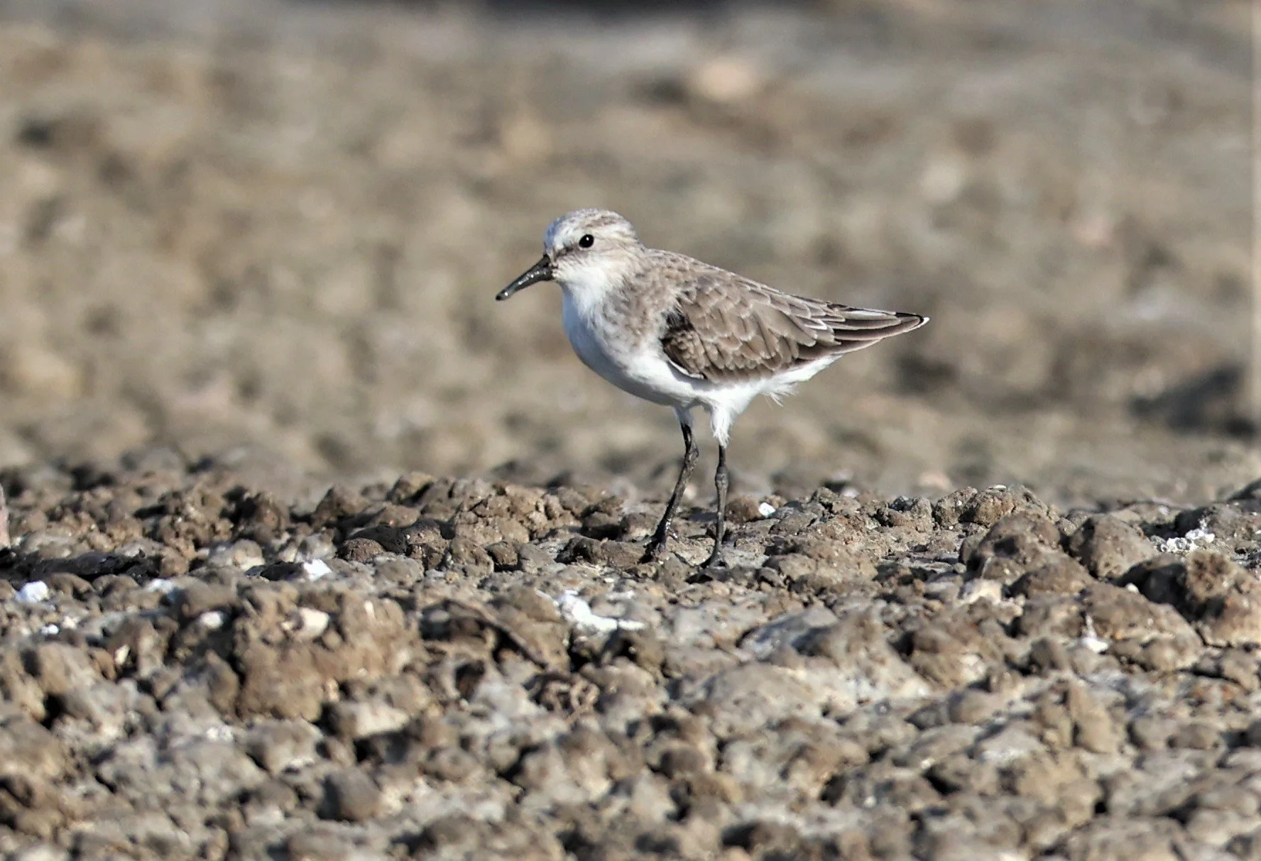 STINT - RED-NECKED STINT - Calidris ruficolis - CHACHOENGSAO  SALT PANS 06 NOV 2021 (2).jpg