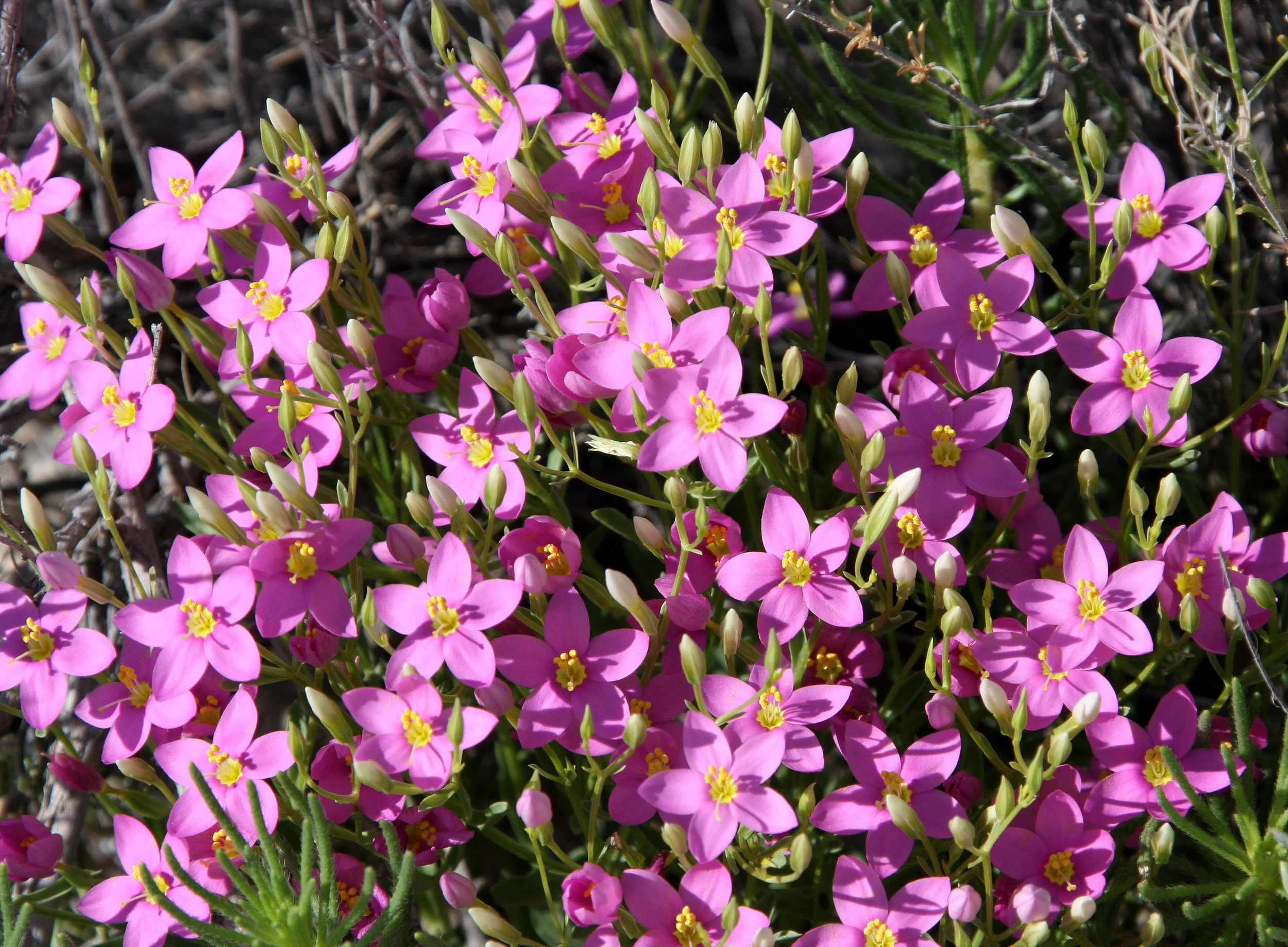 GENTIANACEAE - Erythraea centaurium - CENTAURY - WHITE SANDS NATIONAL MONUMENT (2).JPG