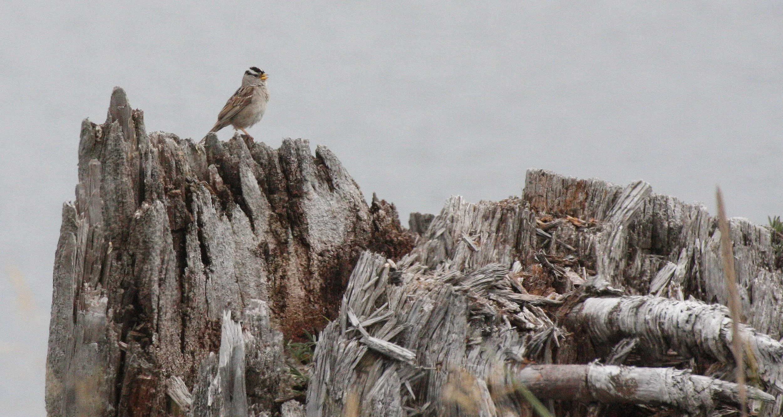 White-crowned Sparrow (Zonotrichia leucophrys) Port Angeles Harbor Washington.JPG