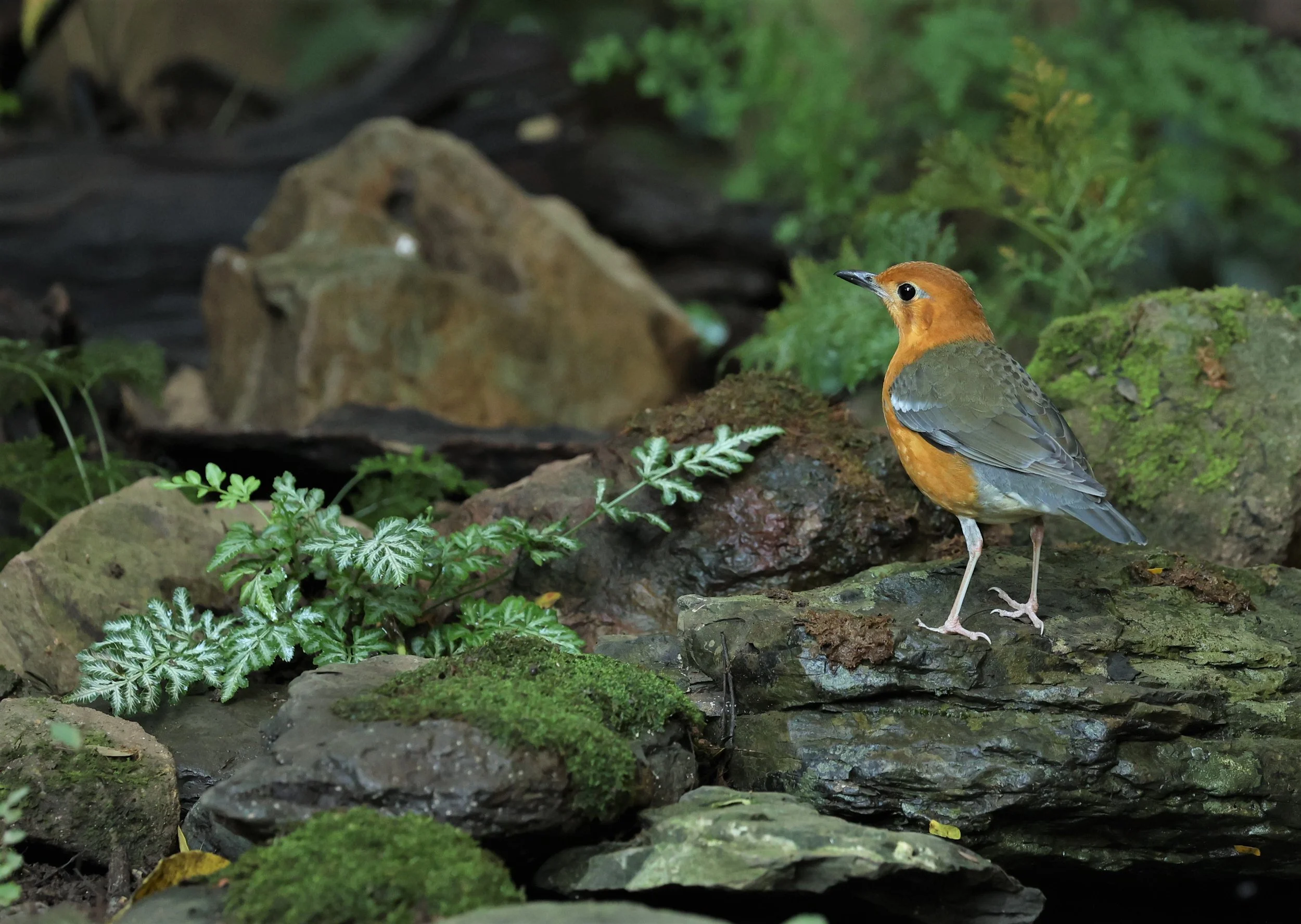 Orange-headed Thrush (Zoothera citrina) Nuy Hide Petchaburi near Kaeng Krachan NP (25).jpg