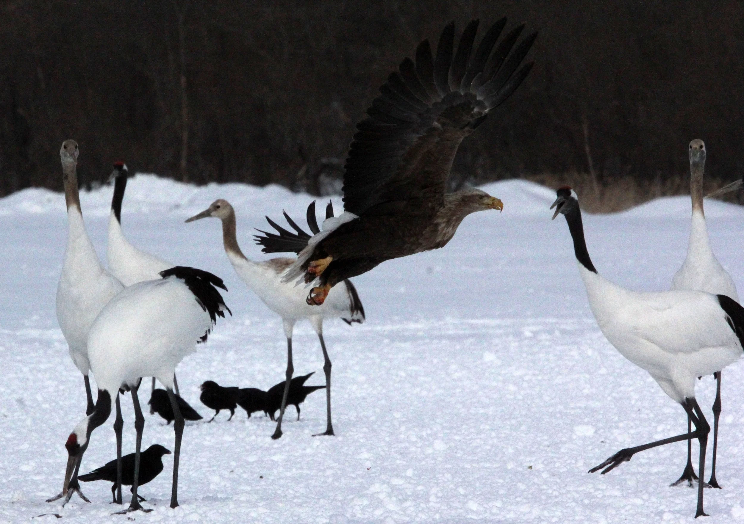 Haliaeetus albicilla - WHITE-TAILED EAGLE - AKAN INTERNATIONAL CRANE CENTER - HOKKAIDO JAPAN (86).JPG
