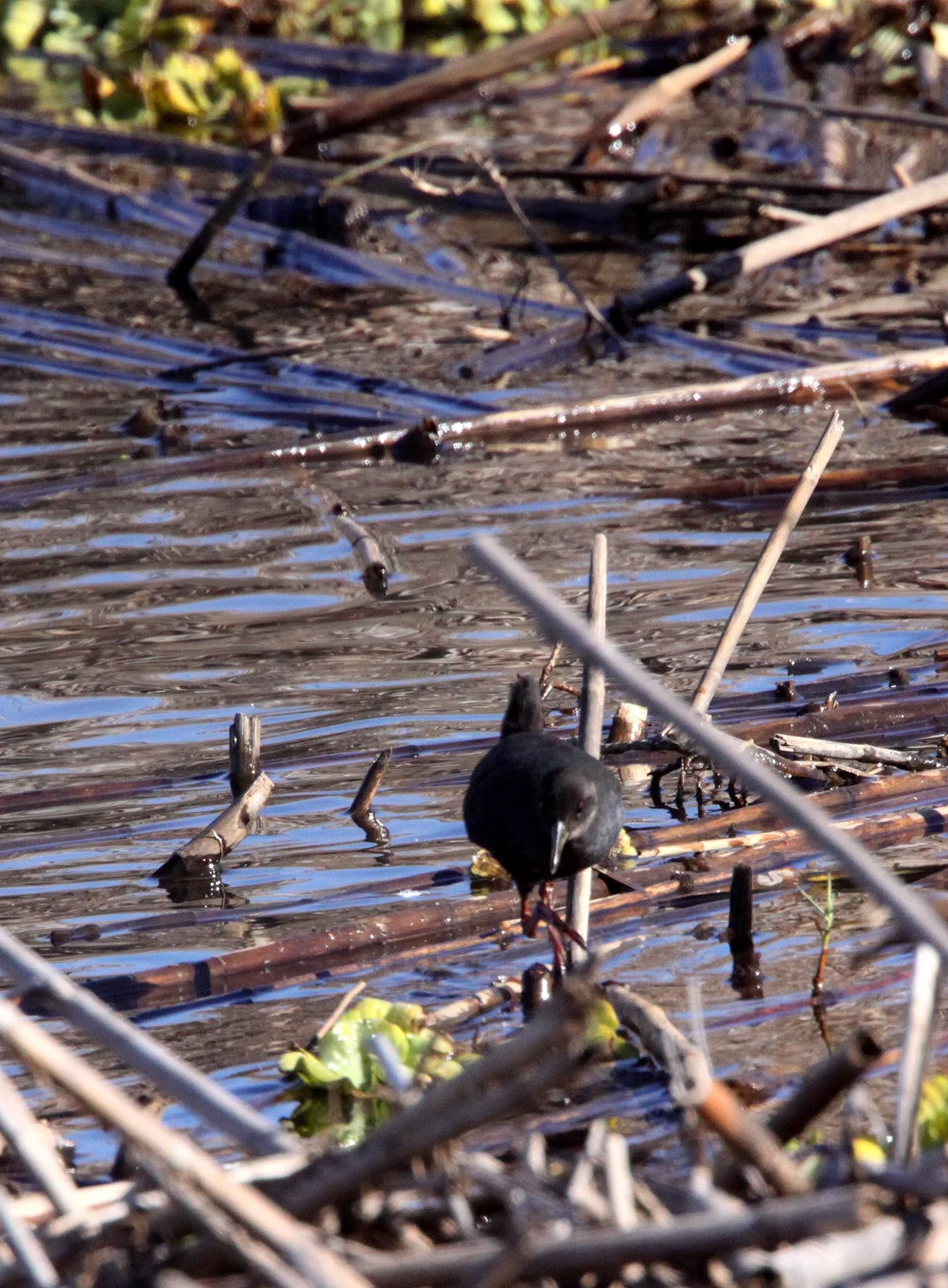 Black Crake (Zapornia flavirostra) Kruger National Park (11).JPG