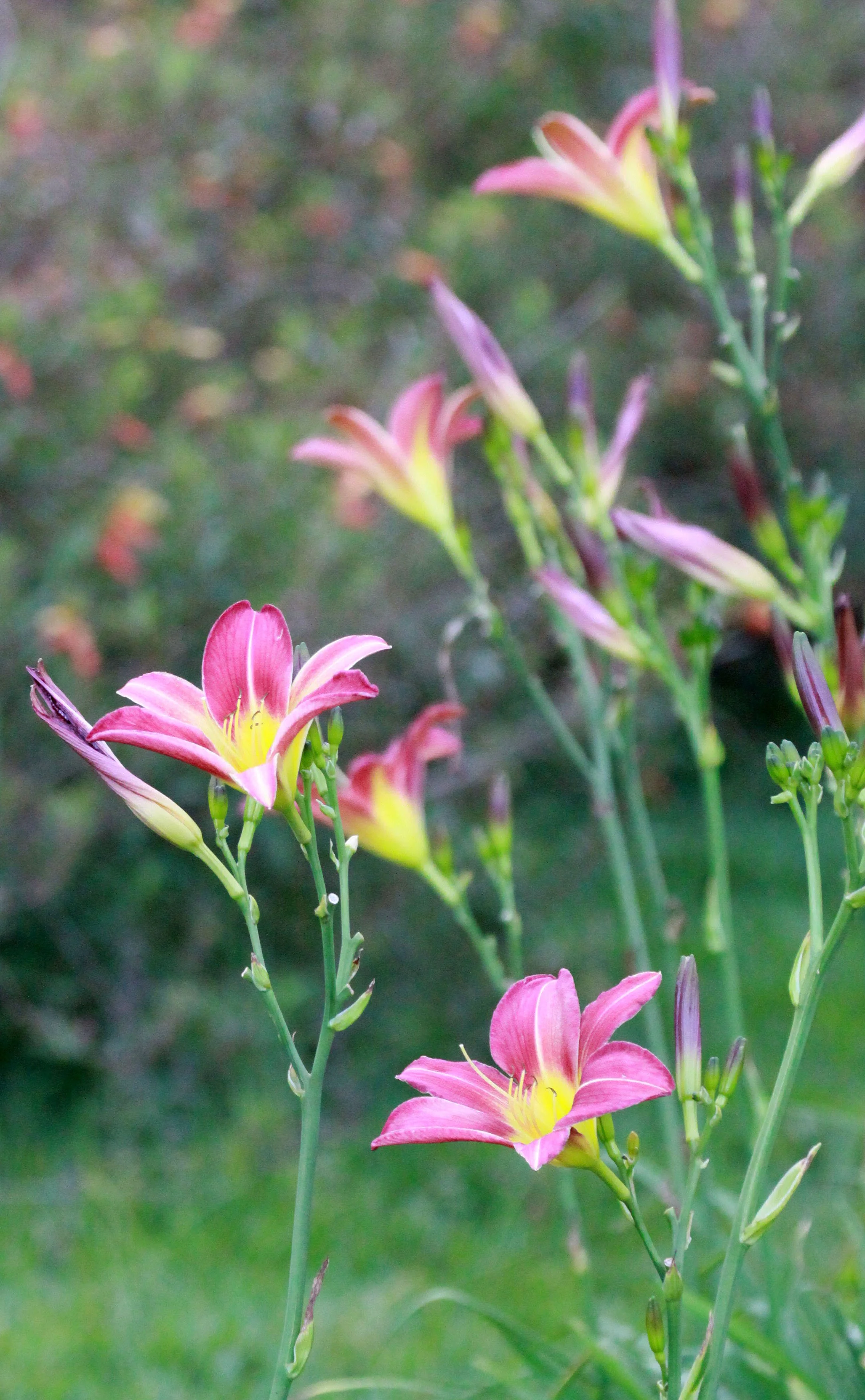 NYUNGWE NATIONAL PARK RWANDA (577).JPG