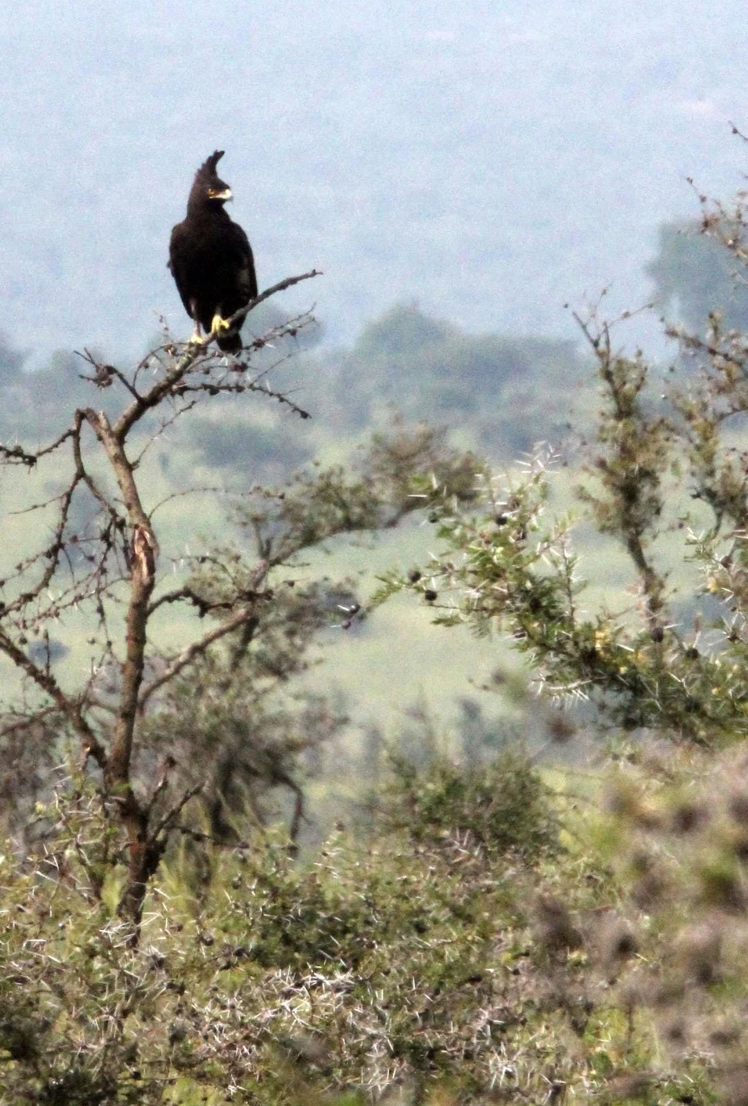 Lophaetus occipitalis - LONG-CRESTED EAGLE - MURCHISON FALLS NATIONAL PARK UGANDA (2).JPG