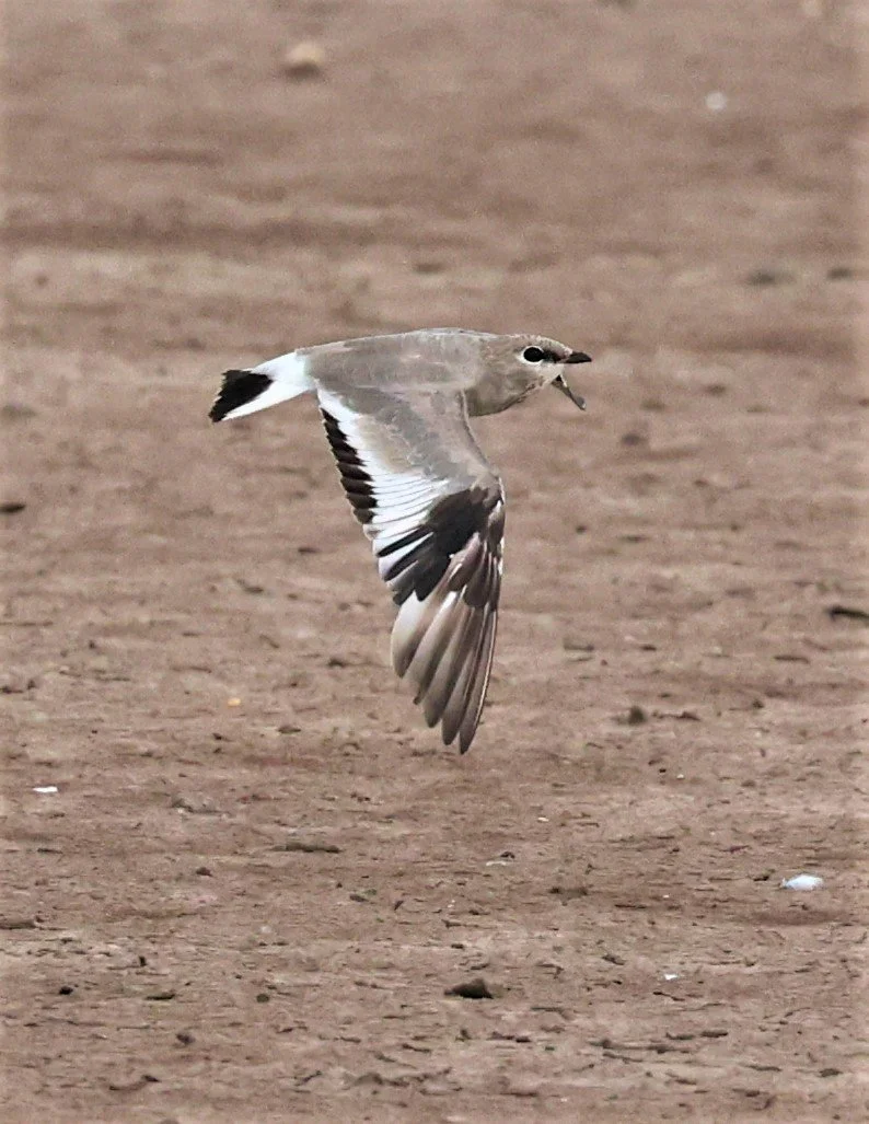 PRATINCOLE - SMALL PRATINCOLE - Glareola lactea - BANG KHAEM NAKHON PATHOM JUNE 3 2022 (32).jpg