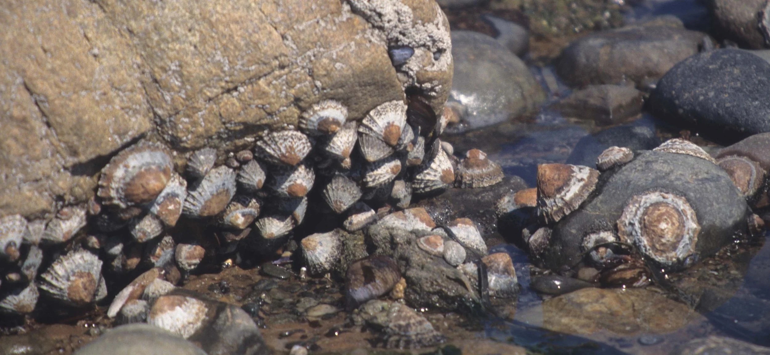 INVERTS - MOLLUSCA - GASTROPODA - LIMPETS - NAMIBIA COAST.jpg