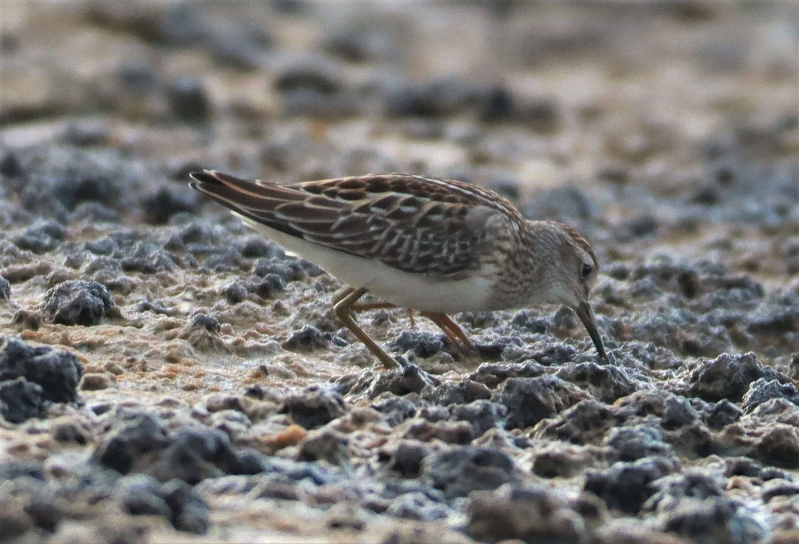 STINT - Long-toed Stint - Calidris subminuta - Salt pans west of Bang Pakong River (8).jpg