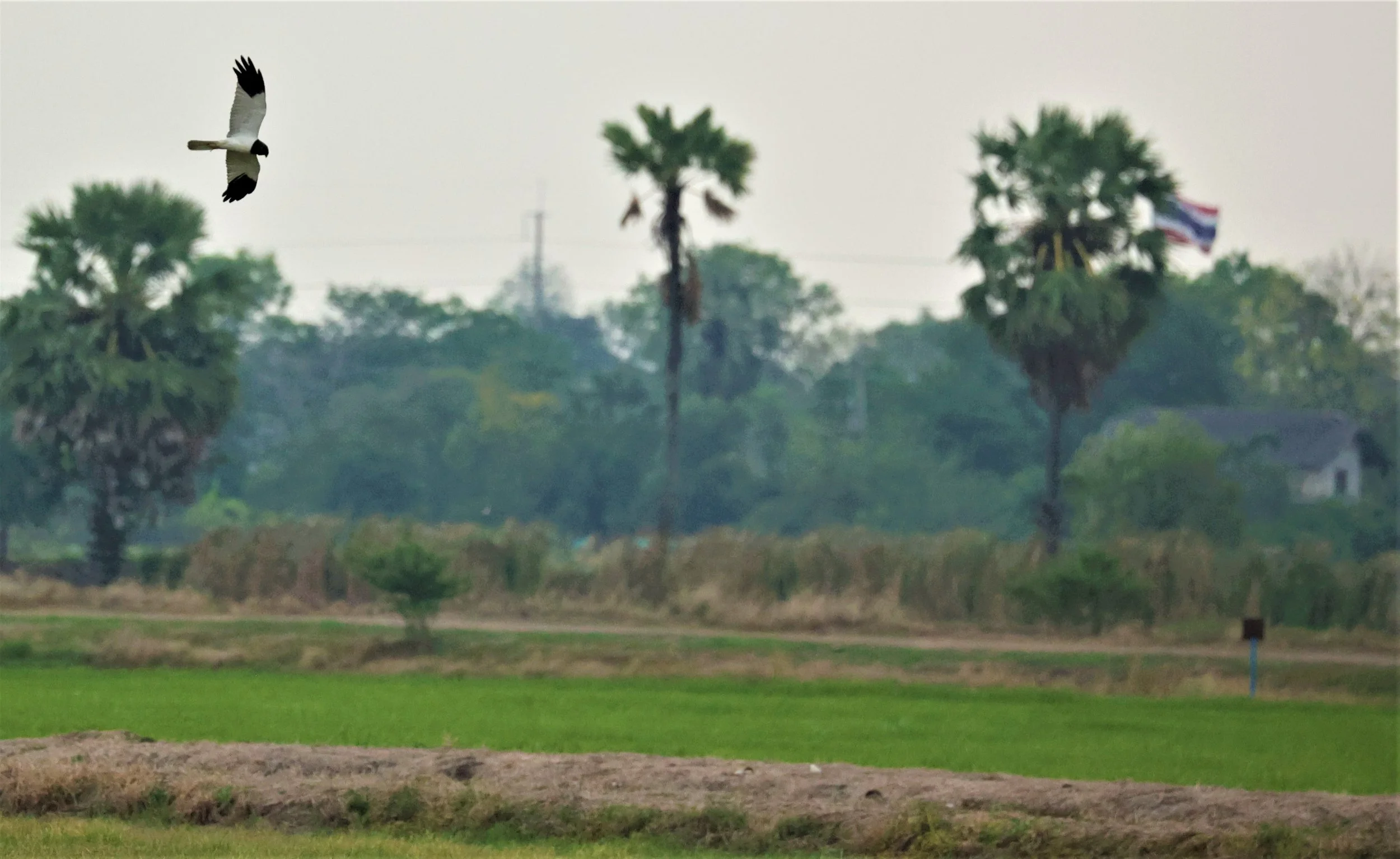 HARRIER - PIED HARRIER - Circus melanoleucos - PATHUM THANI RICE RESEARCH CENTER MARCH 2022 (4).jpg