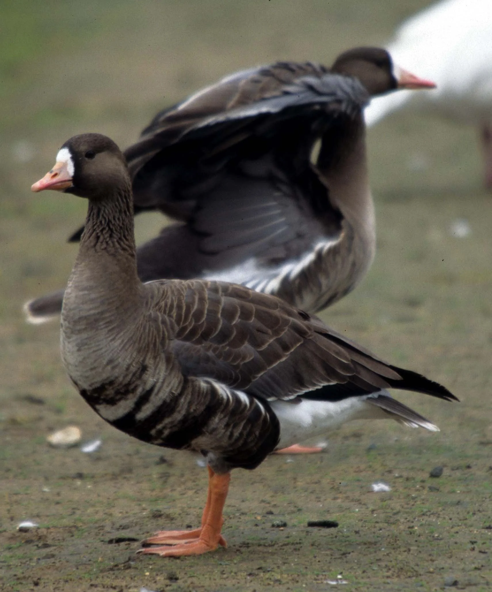GOOSE - GREATER WHITE FRONTED - Anser albifrons - ELK GROVE CALIFORNIA (7).jpg