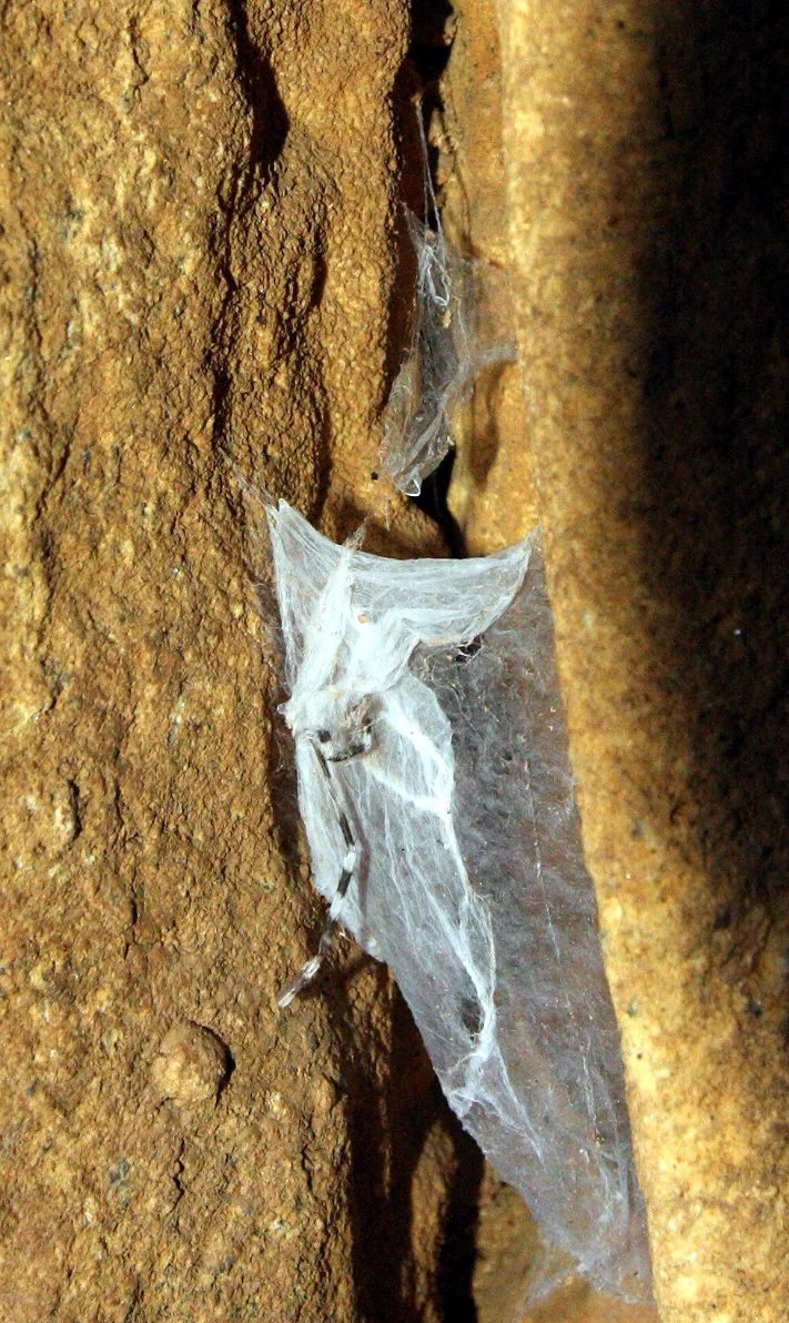 ANKARANA NATIONAL PARK MADAGASCAR - GIANT BAT CAVE (10).JPG