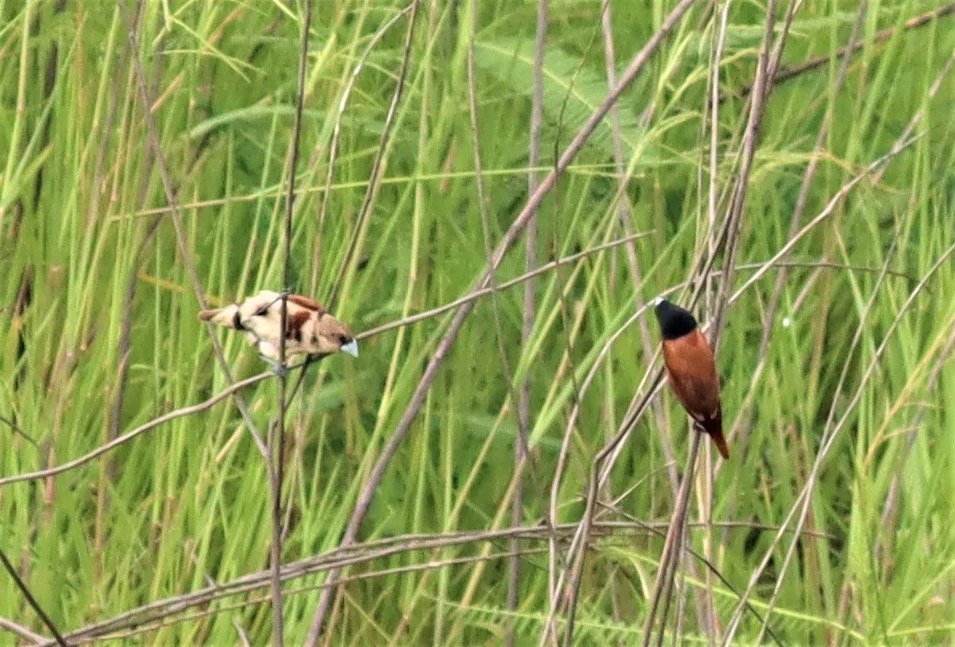 MUNIA - BLACK-HEADED MUNIA - Lonchura malacca -  immature -KHLONG TAMRU - GIFT'S IMAGES (4).jpg