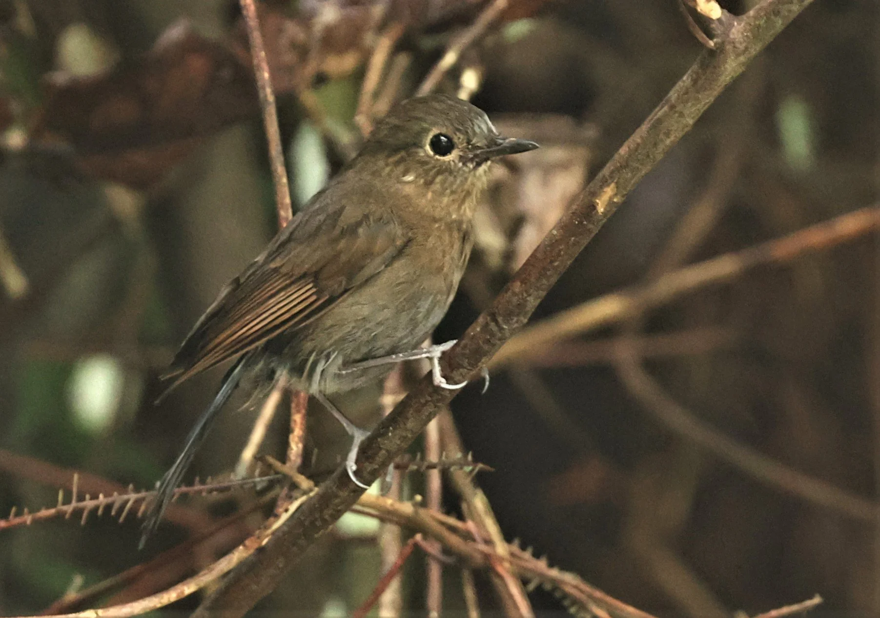 Myiomela leucura - WHITE-TAILED ROBIN - FRASER'S HILL, MALAYSIA JUNE 2022 FEMALE (9).jpg