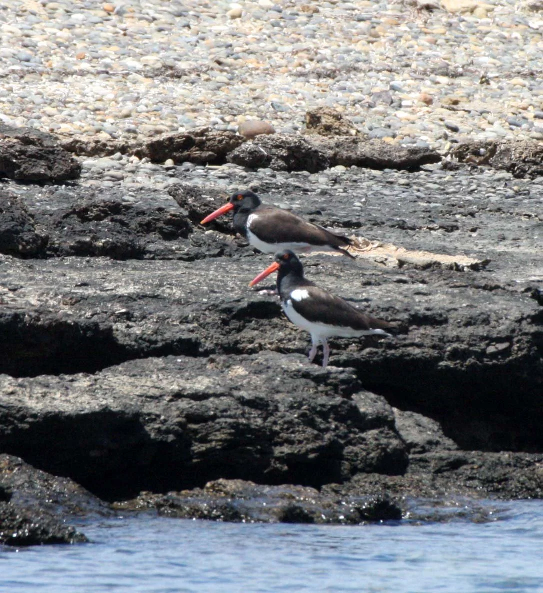 American Oystercatcher (Haematopus palliatus) San Ignacio Lagoon Baja Mexico (4).JPG