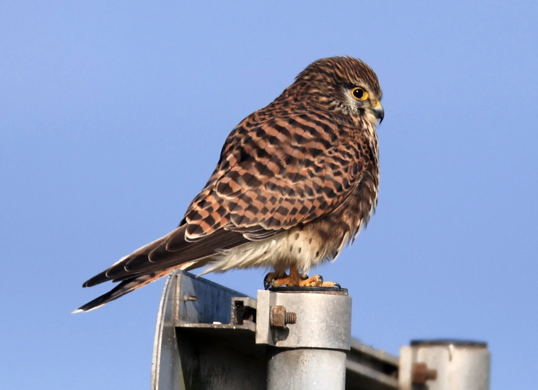 Eurasian or Common Kestrel (Falco tinnunculus) Izumi Crane Center and Fields Izumi Kagoshima Japan (3).jpg