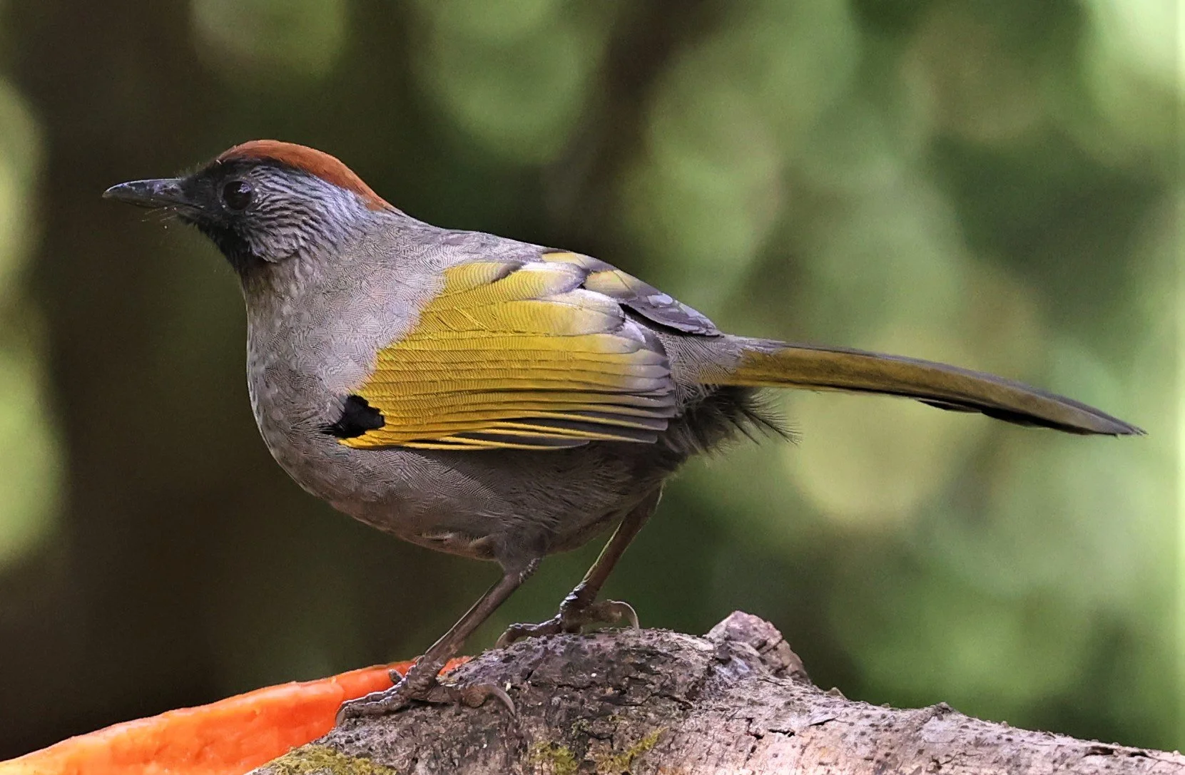 LAUGHINGTHRUSH - SILVER-EARED LAUGHINGTHRUSH - Trochalopteron melanostigma -DOI LANG EAST DOI PHA HOM POK NP, DECEMBER 2021 (14).jpg