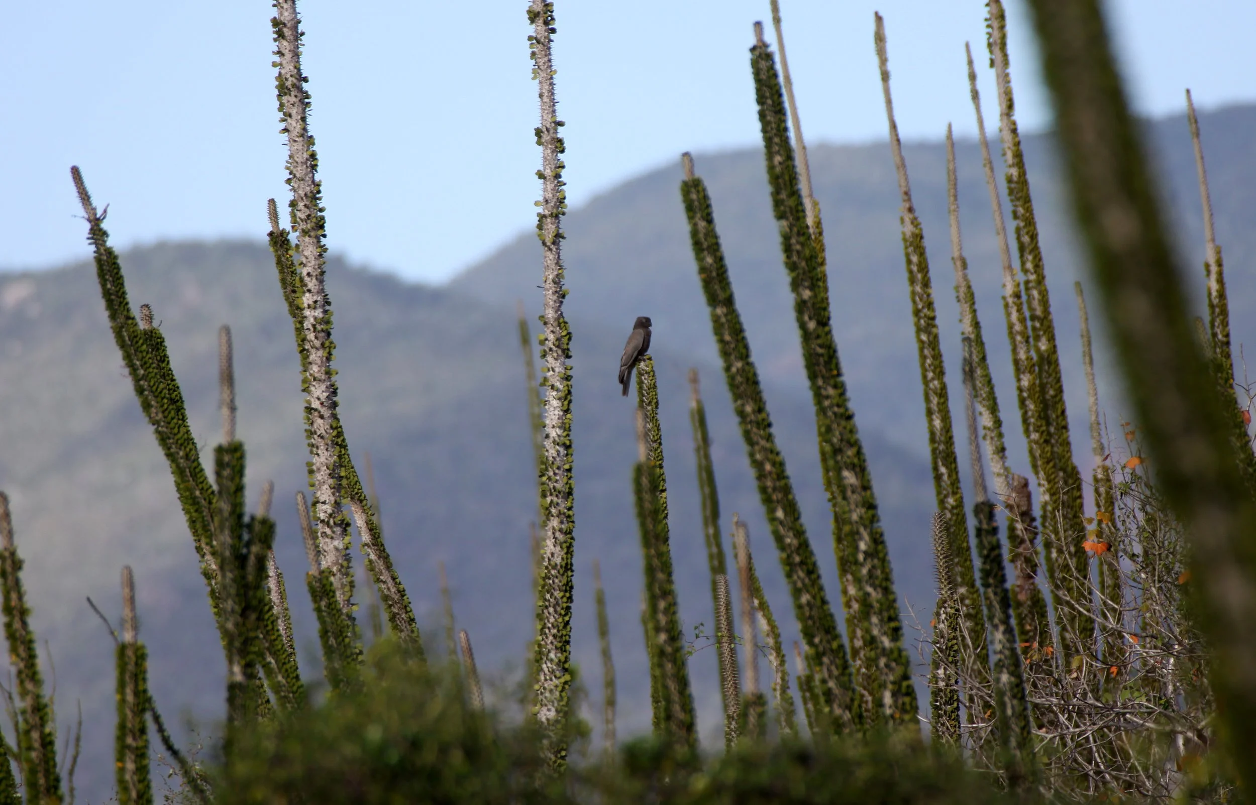 BIRD - PARROT - LESSER VASA PARROT - ANDOHAHELA NATIONAL PARK MADAGASCAR (2).JPG