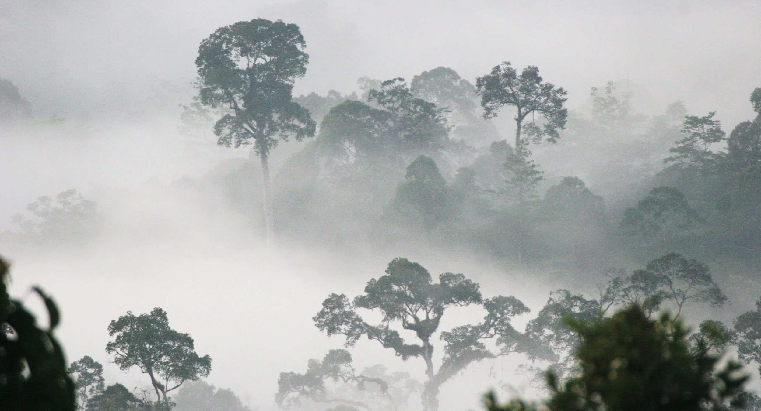 DANUM VALLEY BORNEO - SUNRISE OVER THE DANUM (63).JPG