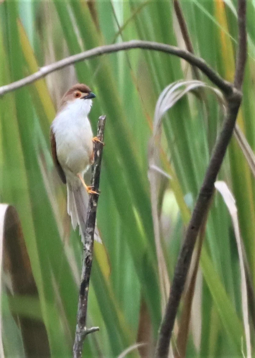 BABBLER - YELLOW-EYED BABBLER - hrysomma sinense - DOI LANG CHIANG MAI (19).jpg