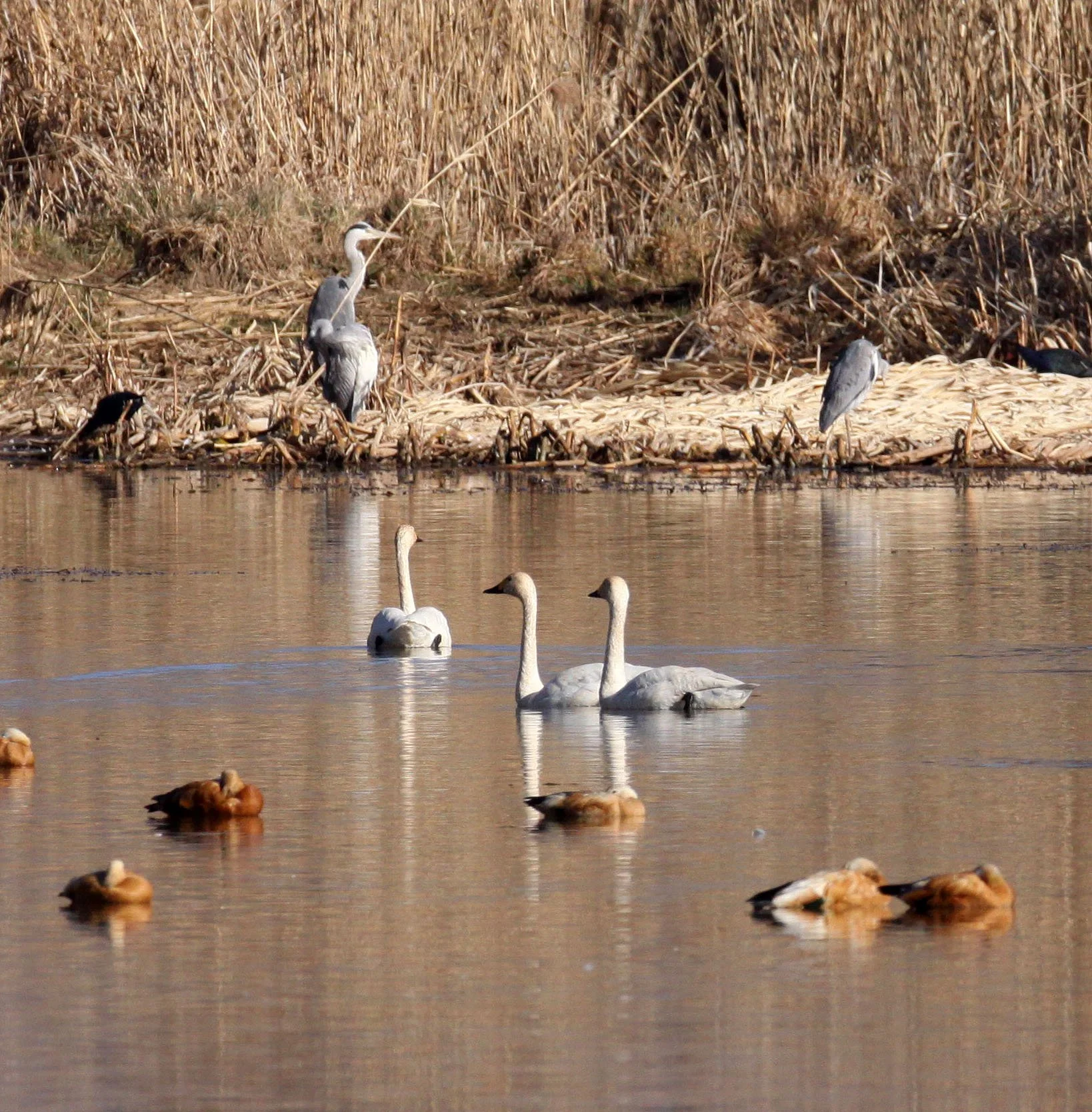 SWAN - TUNDRA SWAN - Cygnus columbianus - CAO HAI WETLANDS PARK NEAR LIJIANG YUNNAN CHINA (14).JPG