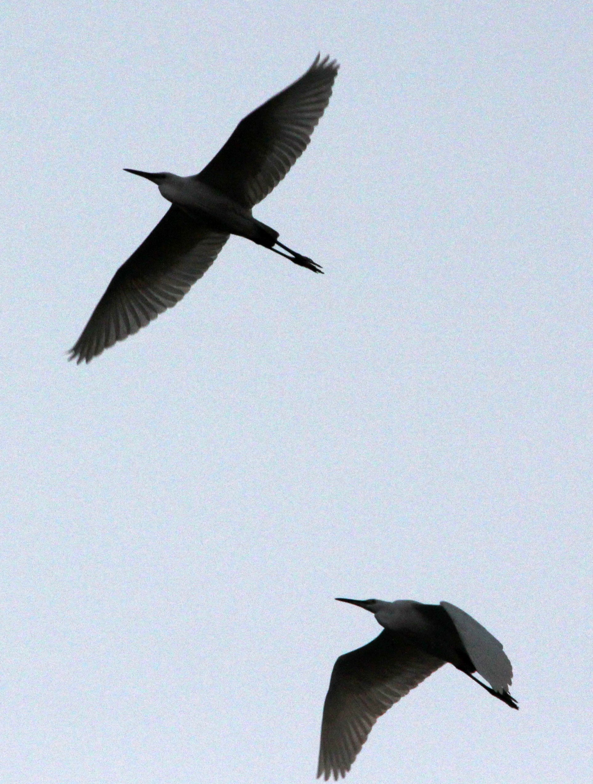EGRET - LITTLE EGRET- Egretta garzetta - WUXI CHINA (4).JPG