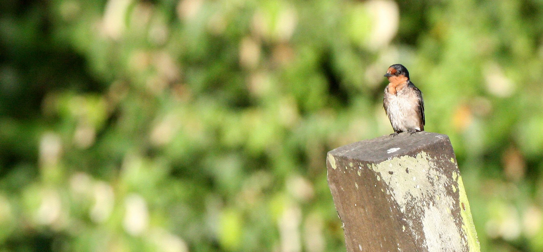 Pacific Swallow (Hirundo tahitica) Kinabatangan River Borneo (5).JPG