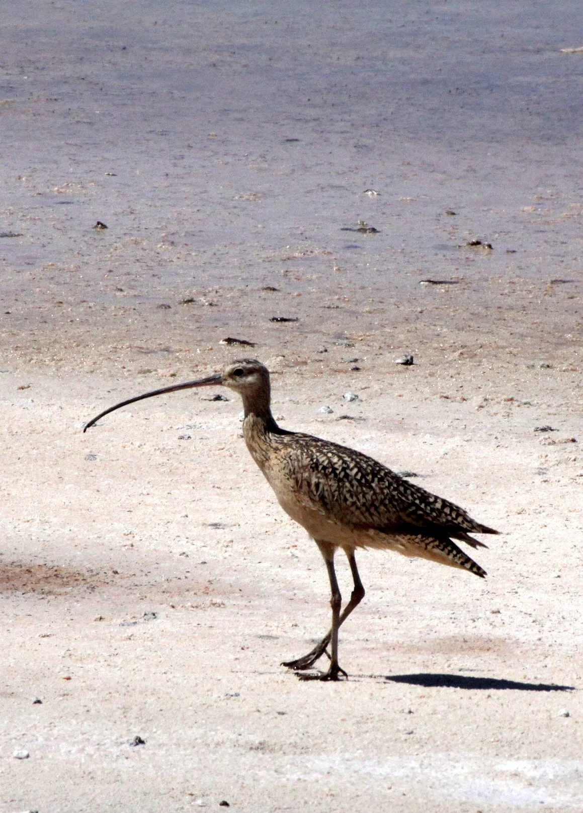 BIRD - CURLEW - LONG-BILLED CURLEW - ALAMOGORDO NEW MEXICO - WETLANDS DUE SOUTH (2).JPG