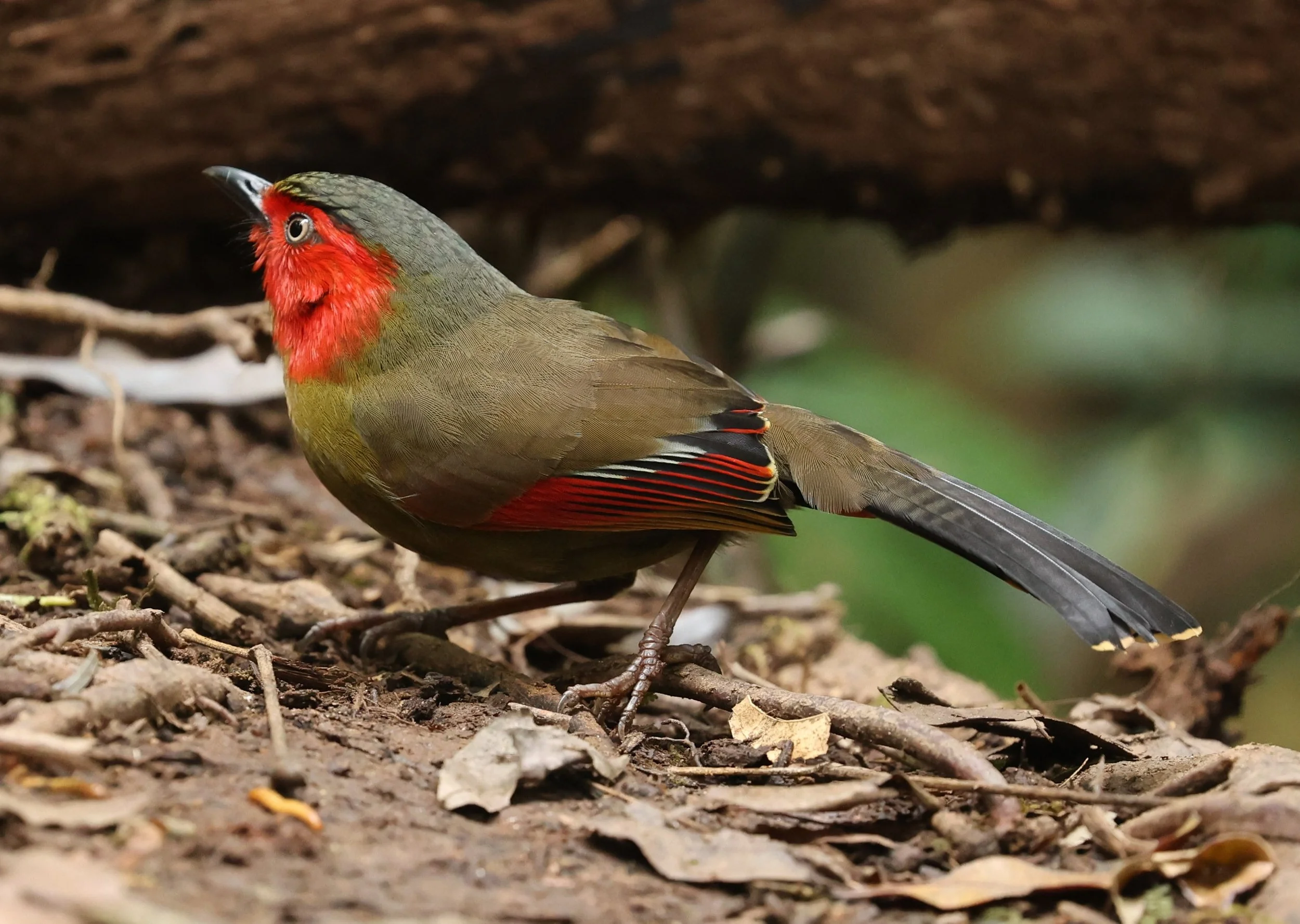LIOCICHLA - SCARLET-FACED LIOCICHLA - Liocichla ripponi - DOI PHA HOM POK NP DOI LANG EAST FEB 2022 (93).jpg