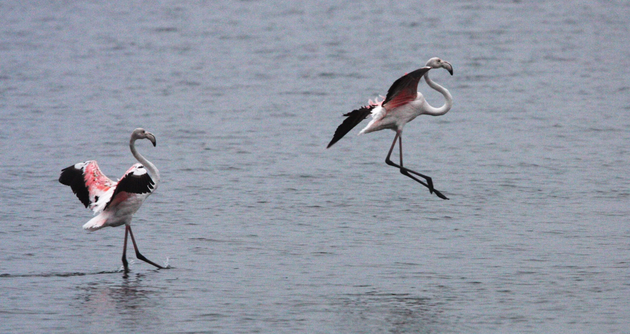 Phoenicopterus roseus - Greater Flamingo - Walvis Bay Namibia (63).JPG