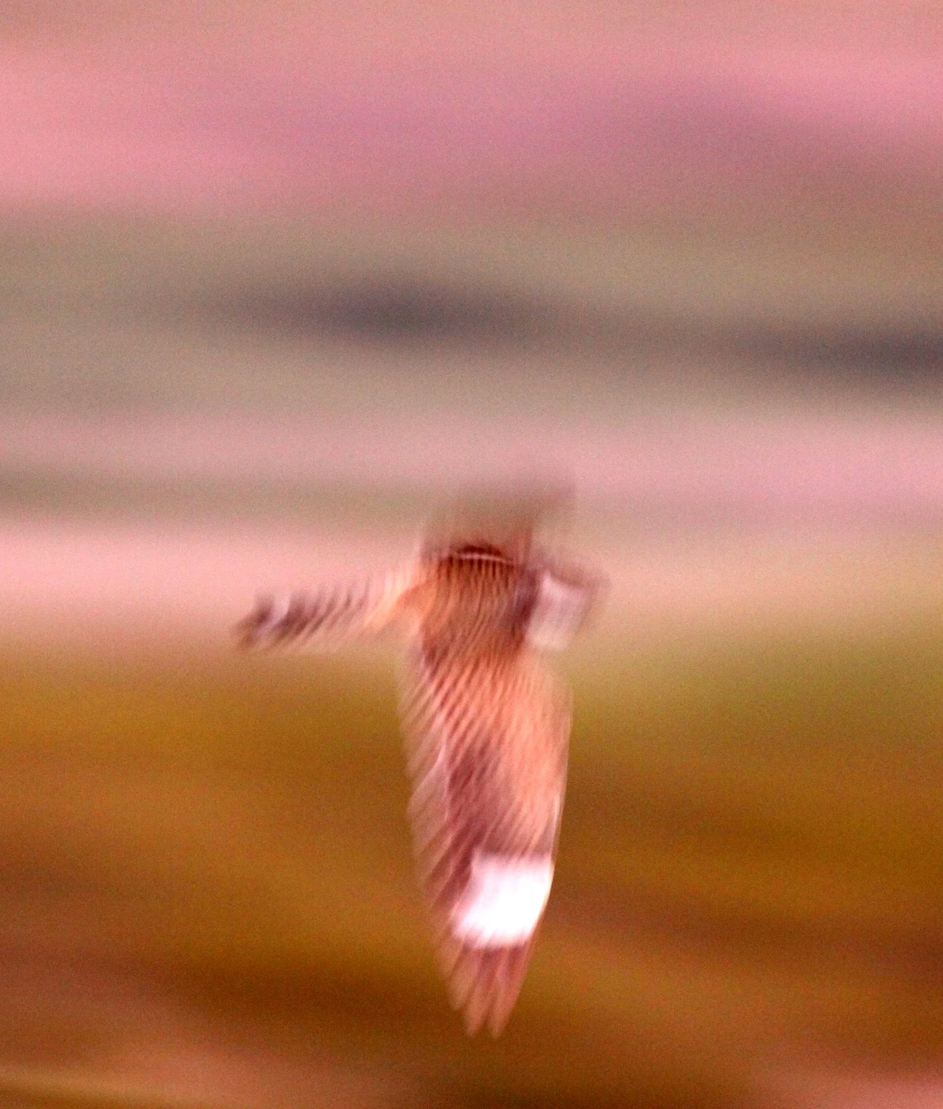 BIRD - NIGHTJAR - COMMON NIGHTHAWK - TRUTH OR CONSEQUENCES NEW MEXICO.JPG