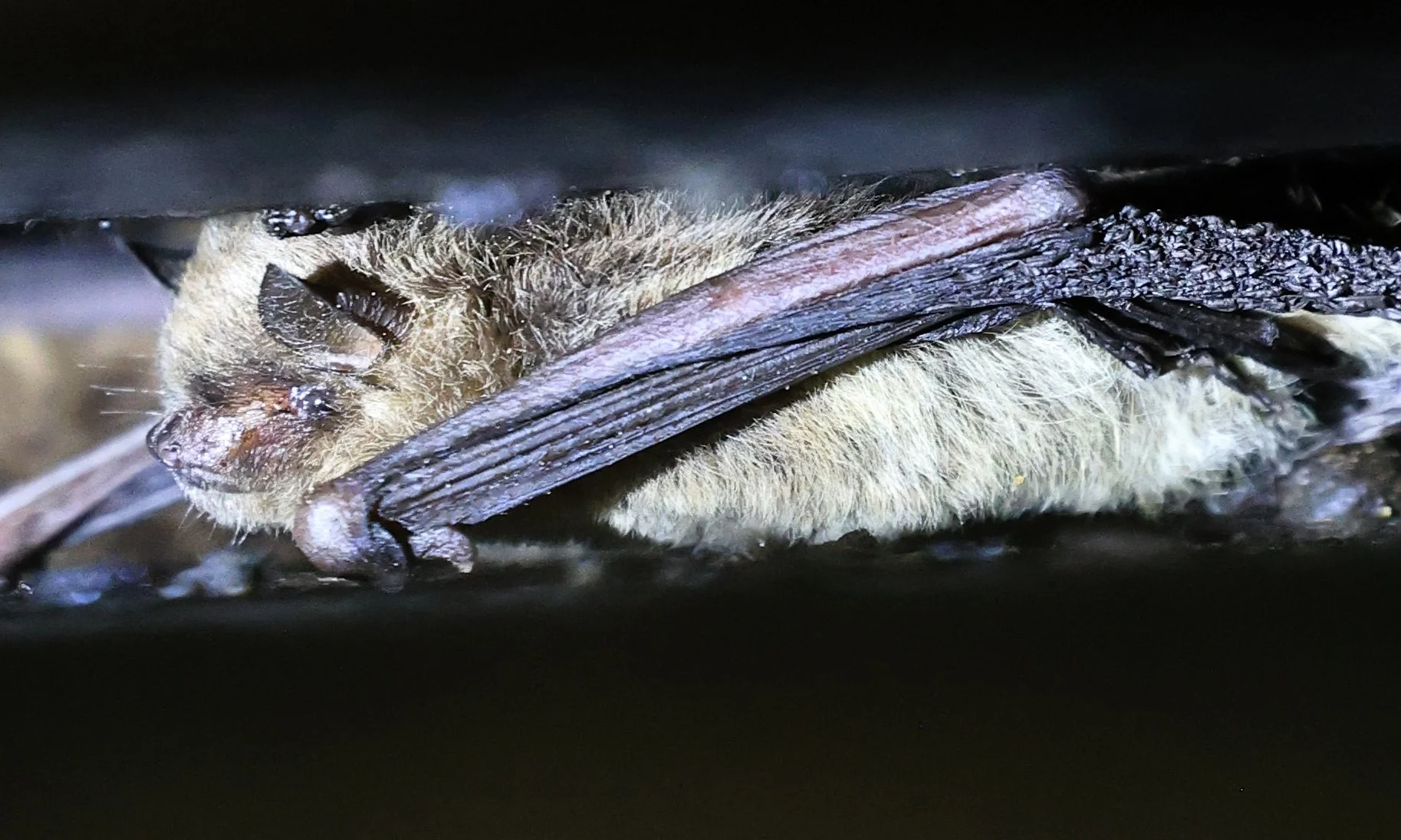 Diminutive Serotine (Eptesicus diminutus) seen under a bridge along the road from Asuncion to Neuland 