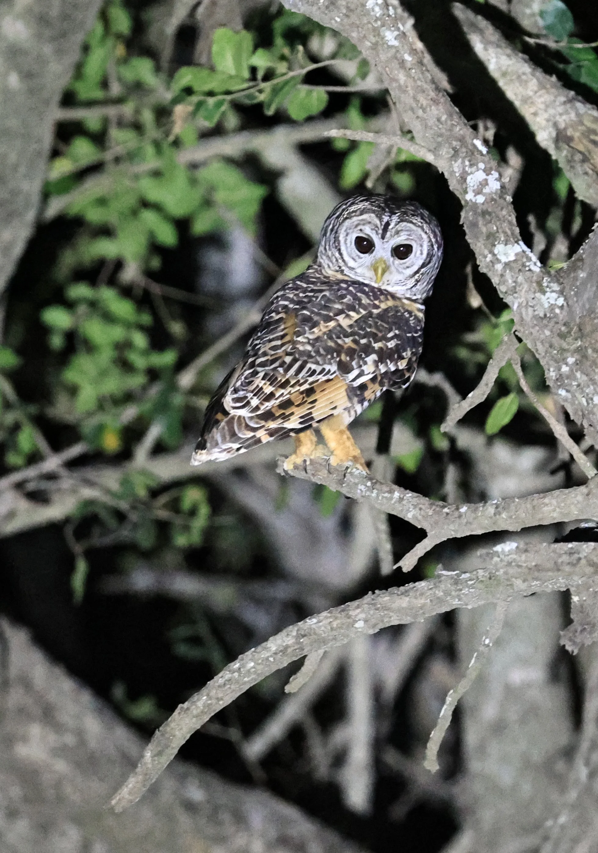 Chaco Owl (Strix chacoensis) Estancia Campo'í Paraguay (73).jpg