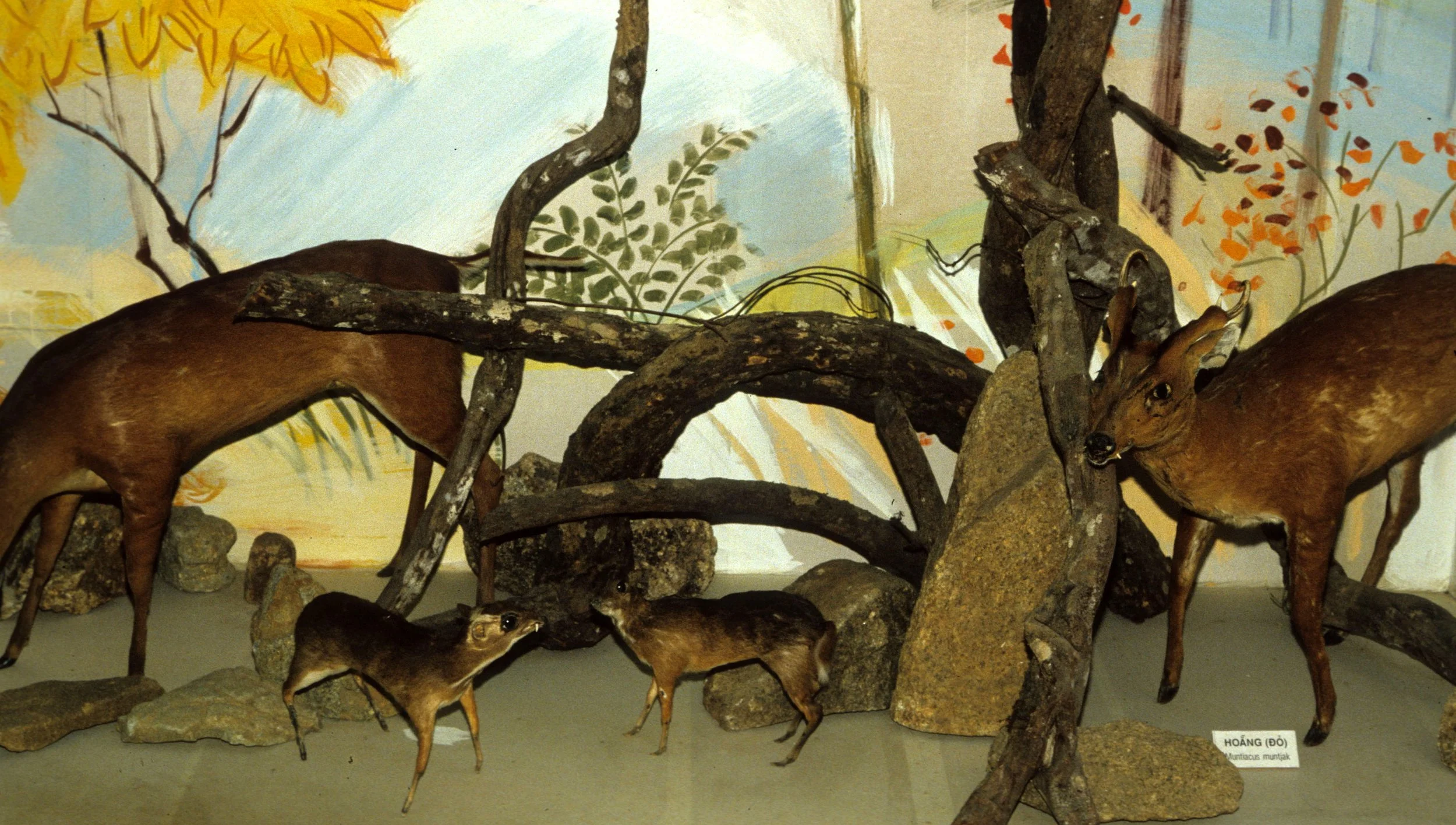 VIET NAM - ANIMAL SPECIMENS (9).jpg