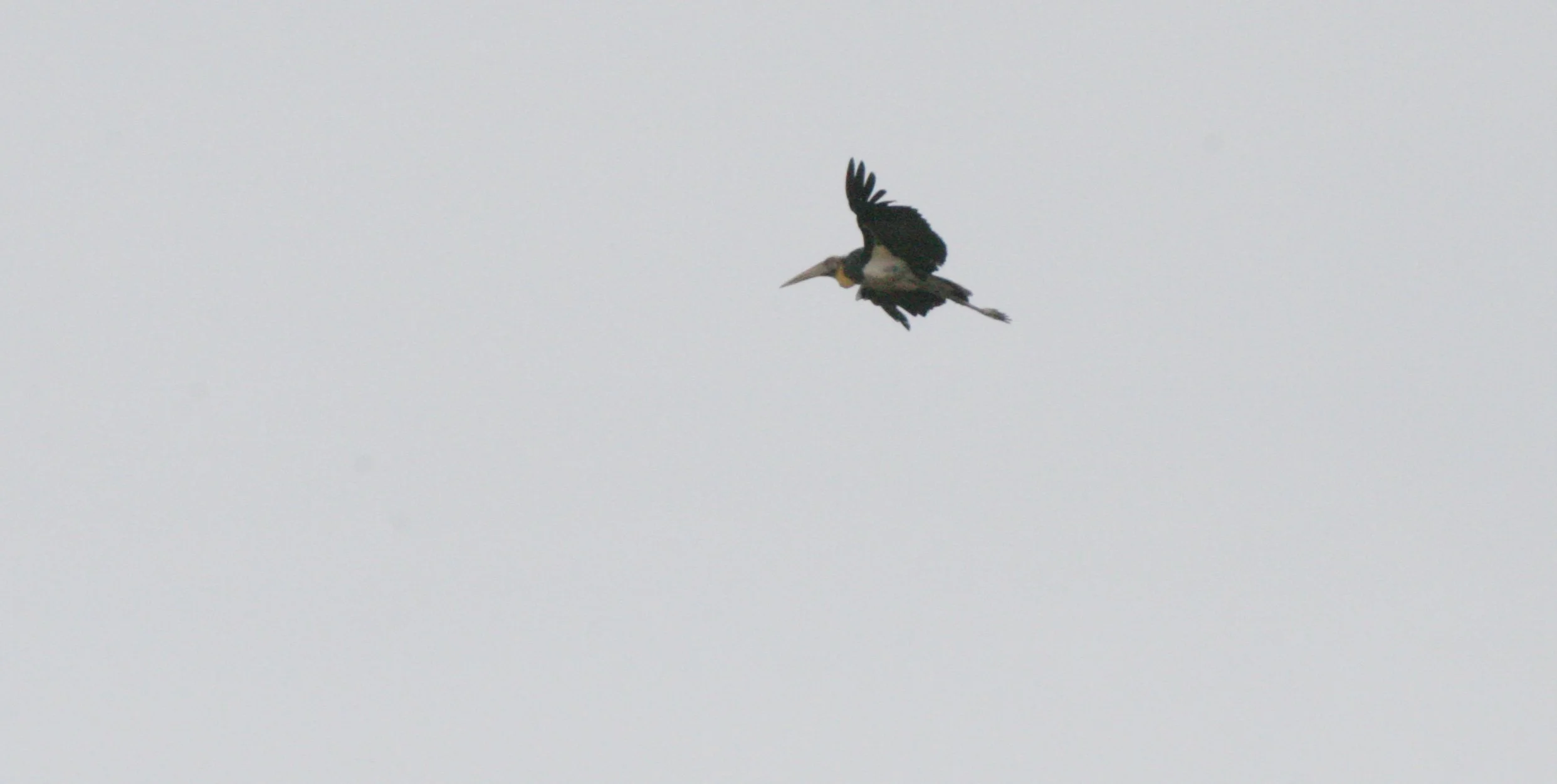 STORK - LESSER ADJUTANT STORK - Leptoptilos javanicus - KINABATANGAN RIVER BORNEO (5).JPG