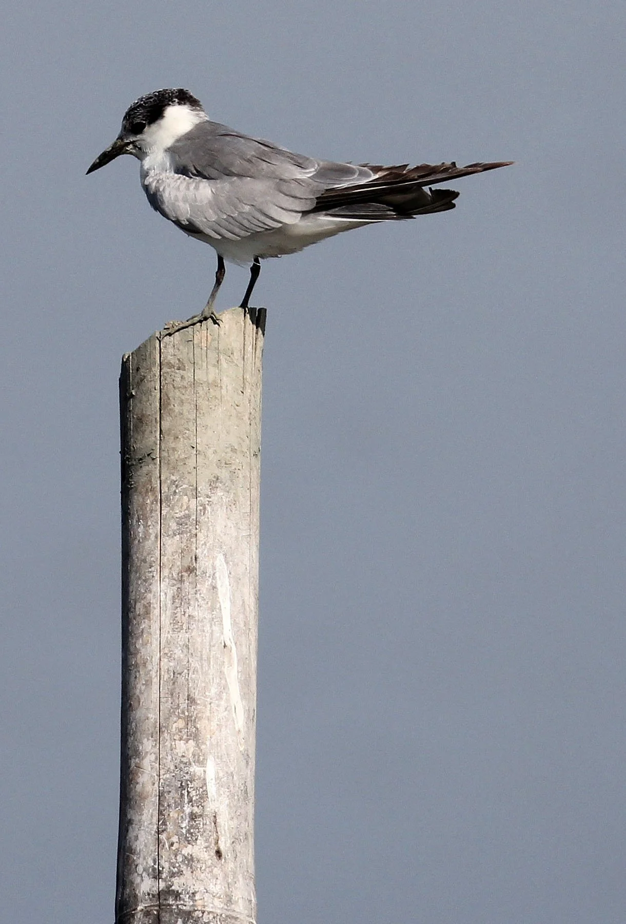 BIRD - TERN - LITTLE TERN -  PAK THALE LIAM PAK BIA THAILAND (1).JPG
