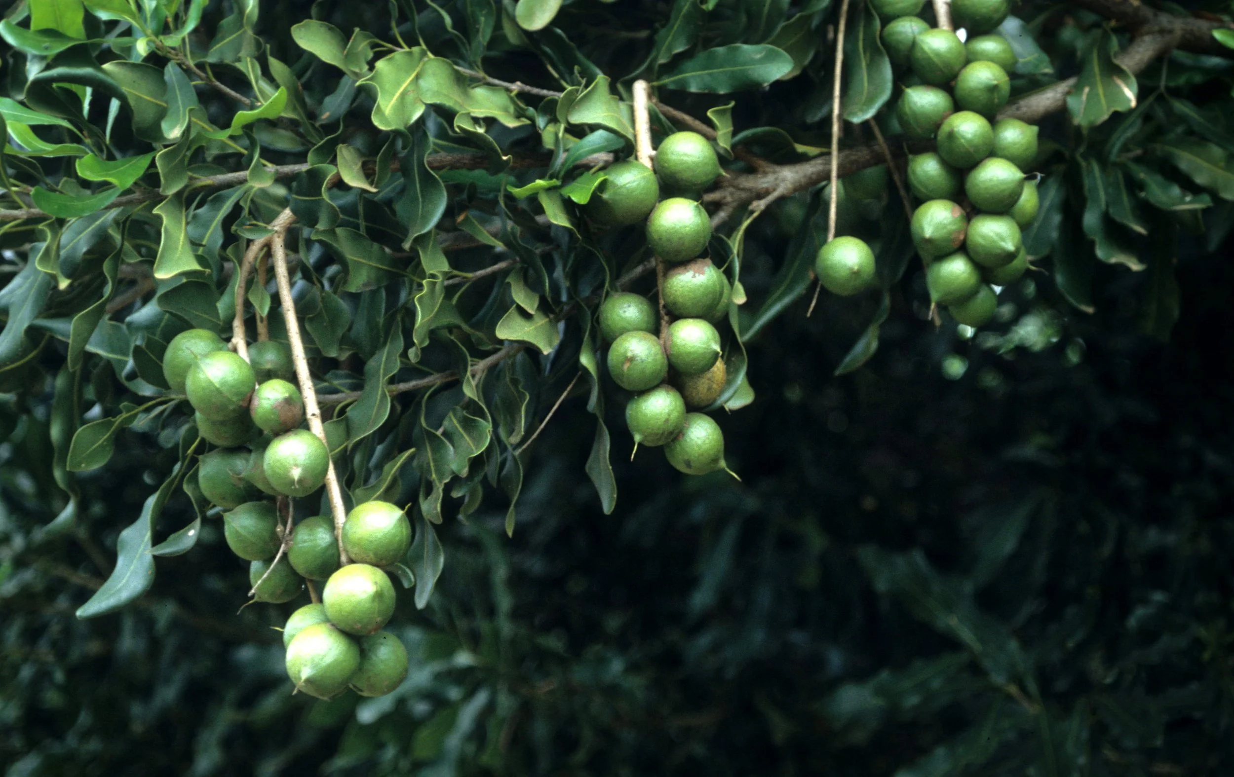 HAWAII - HAWAII - MACADAMIA SPECIES FRUIT.jpg
